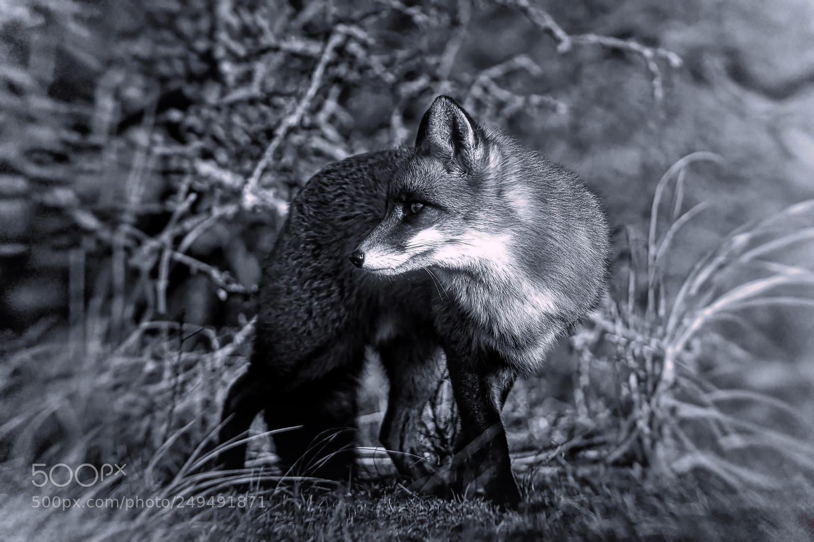 Sony a7R III sample photo. Fox v-1-4 black white-night photography