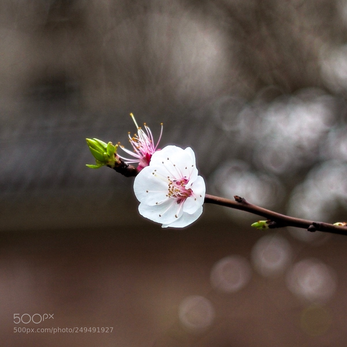 Leica M (Typ 240) sample photo. Untitled photography