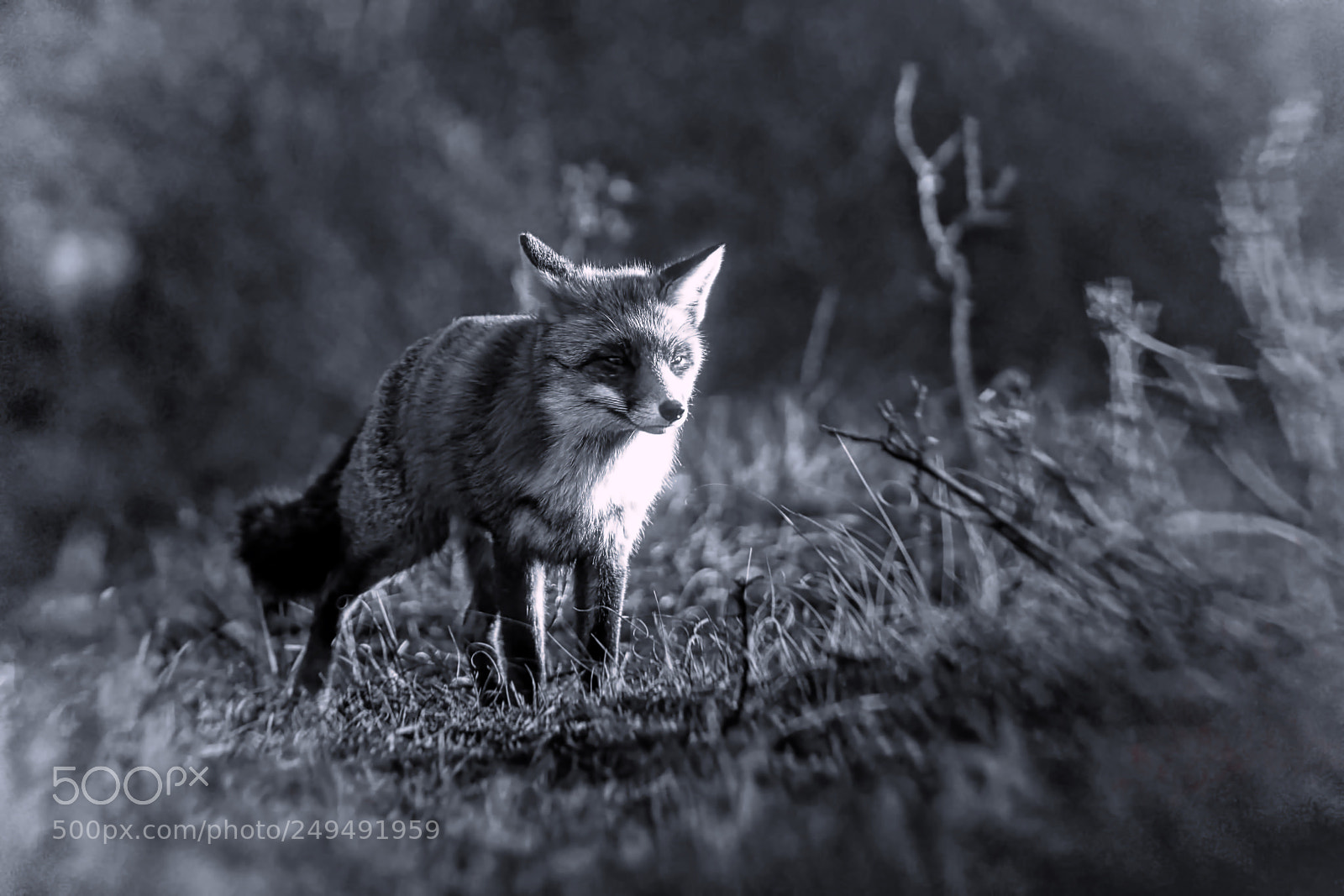 Sony a7R III sample photo. Fox v-1-4 black white-night photography