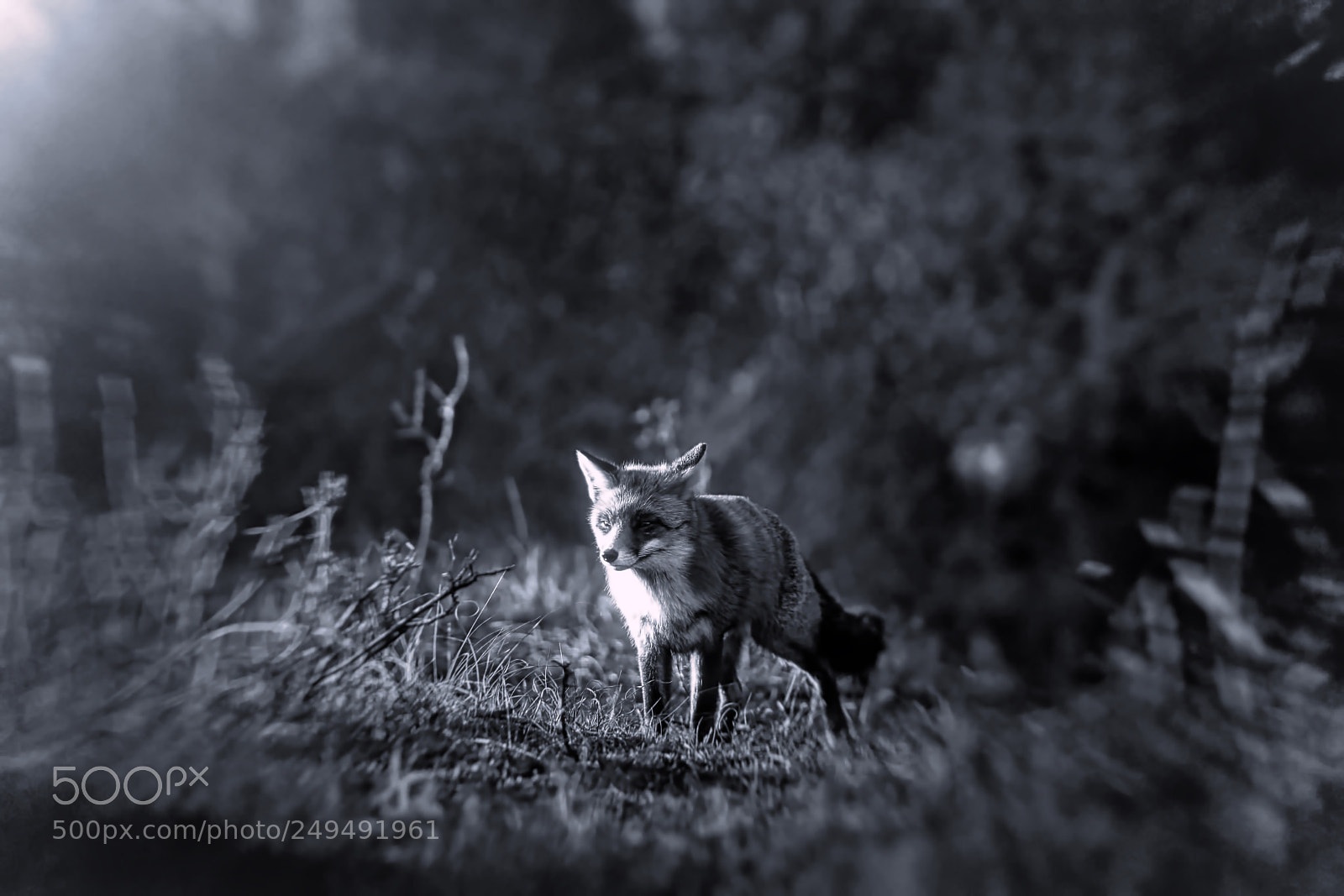 Sony a7R III sample photo. Fox v-1-4 black white-night photography