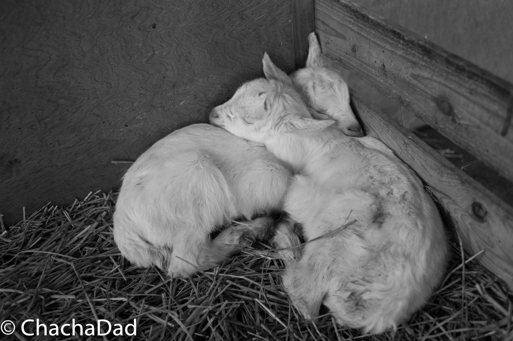 Leica M-Monochrom sample photo. Angels hearts photography