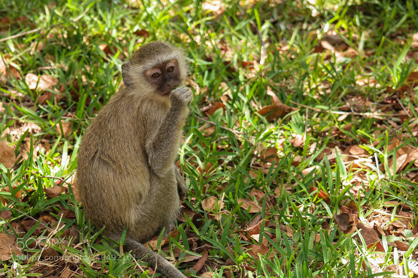 Samsung NX30 sample photo. Monkey close royal livingstone photography