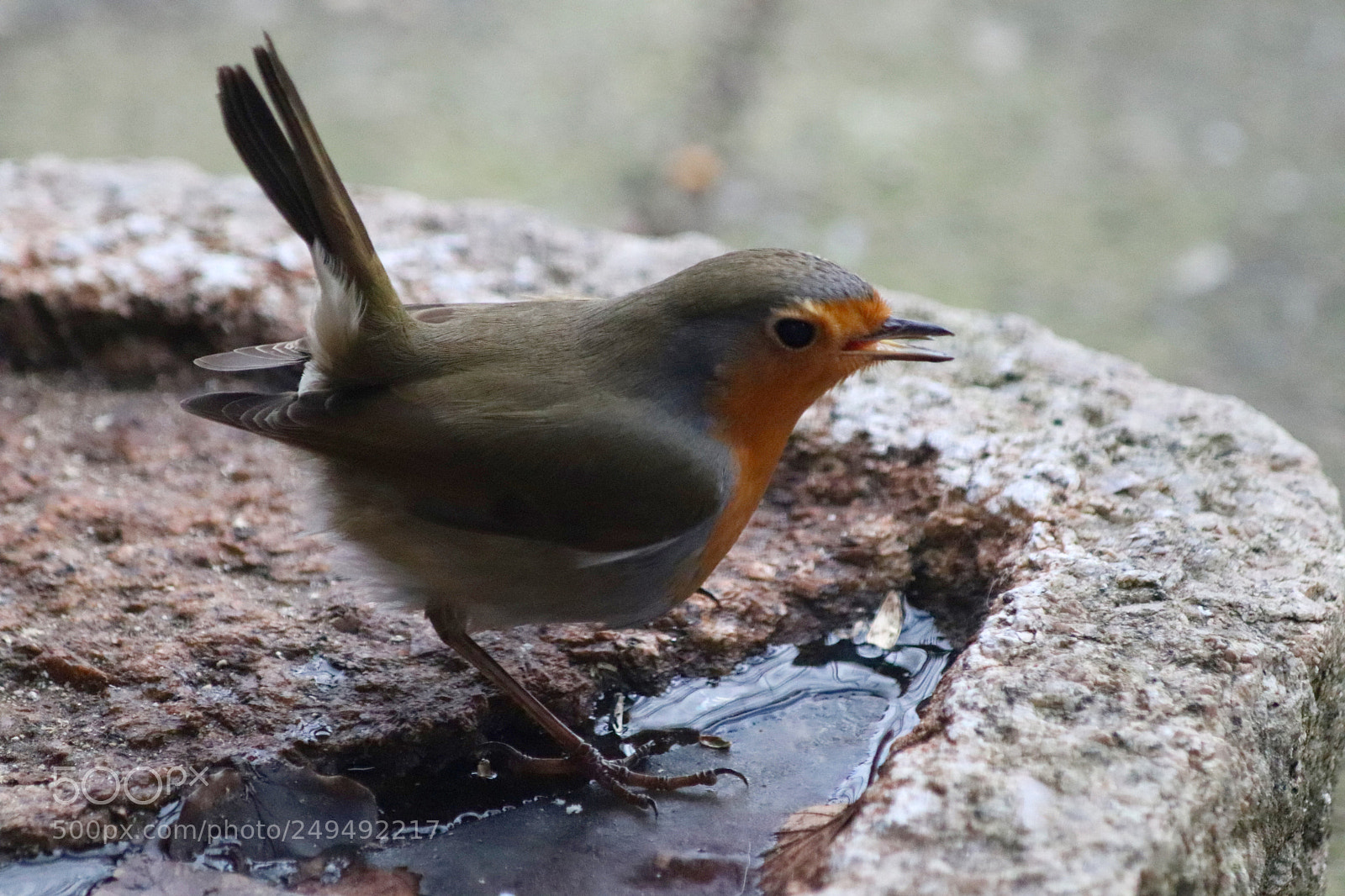 Canon EOS 77D (EOS 9000D / EOS 770D) sample photo. Robin drinking water photography
