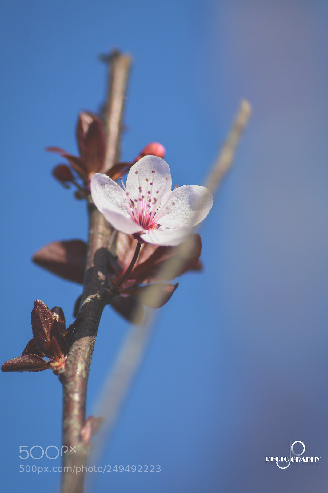 Nikon D7100 sample photo. Blossom photography