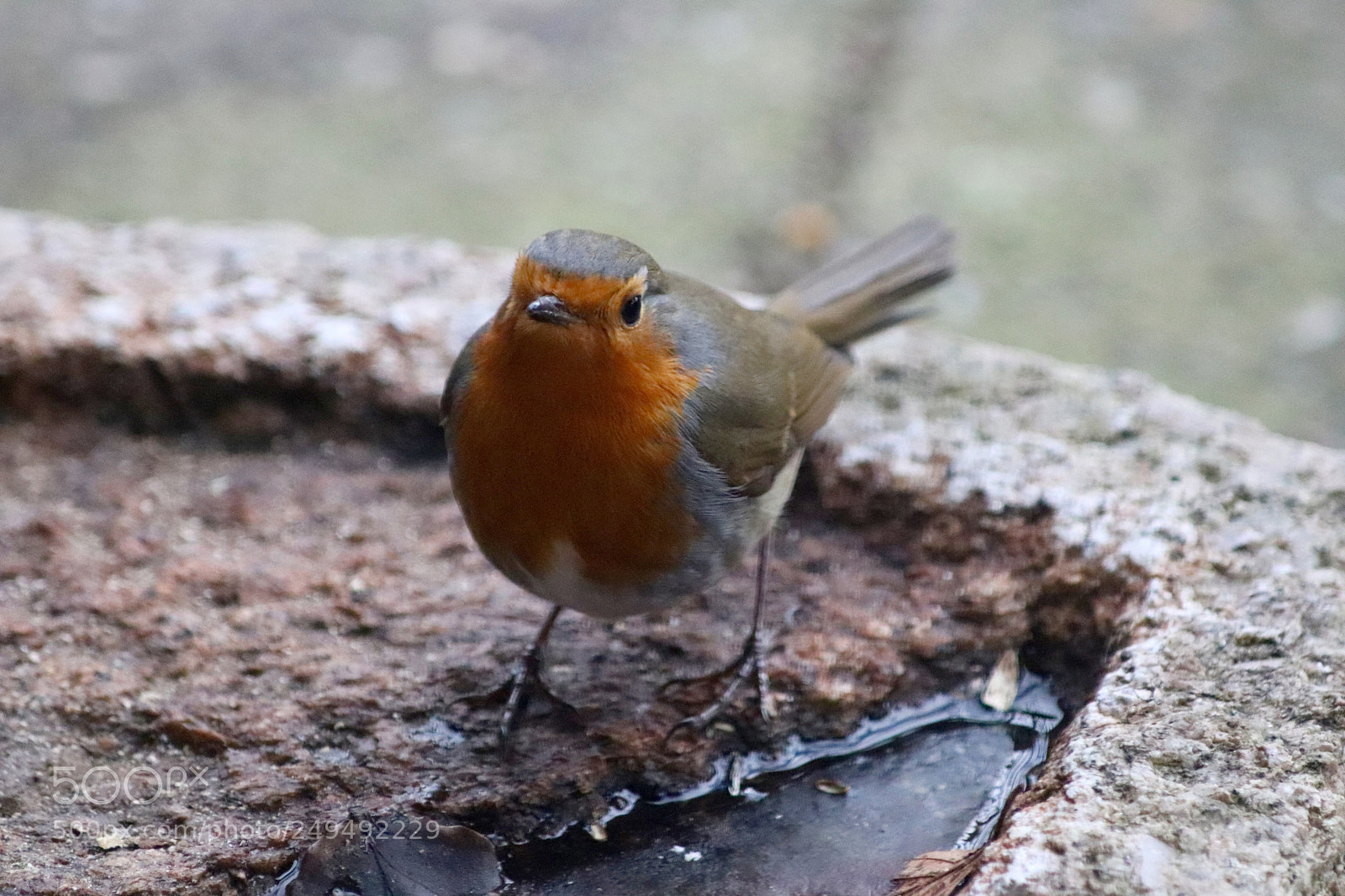 Canon EOS 77D (EOS 9000D / EOS 770D) sample photo. Robin drinking water photography