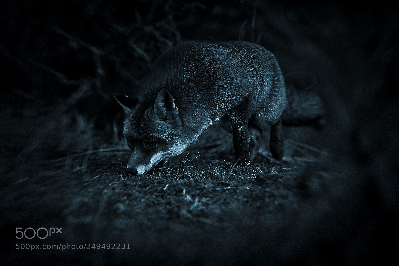 Sony a7R III sample photo. Fox v-2-4 blue silver-night photography