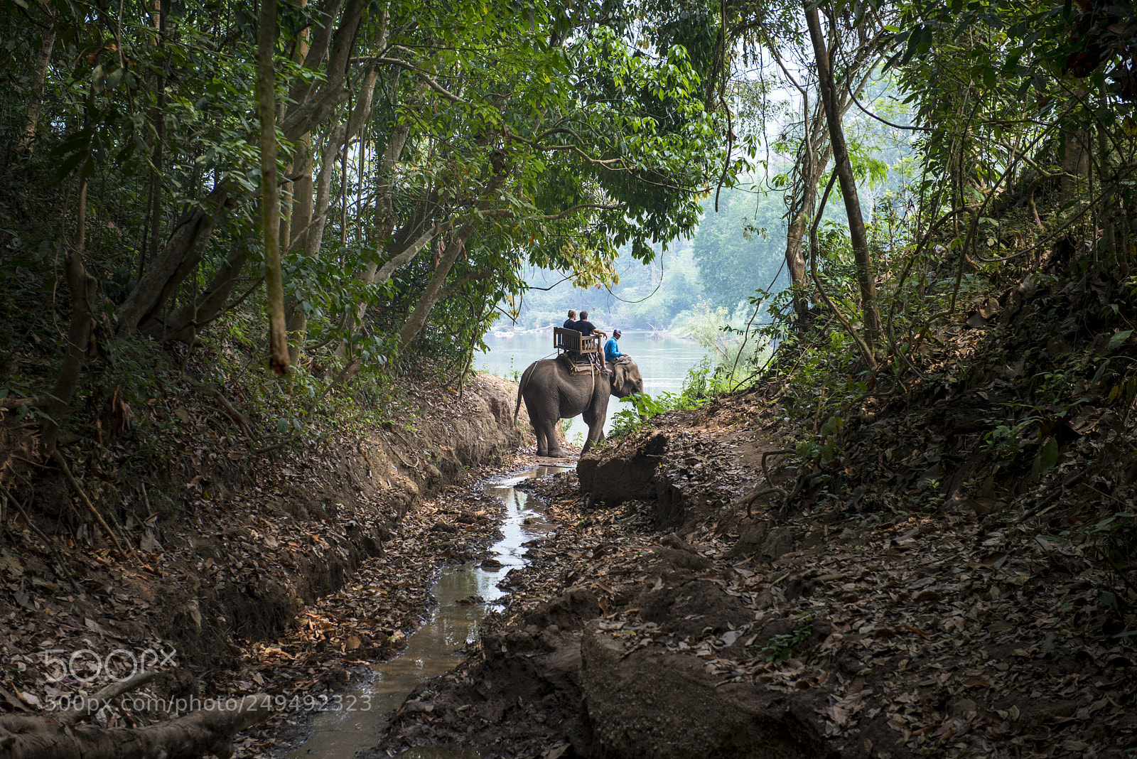 Nikon D800 sample photo. Elephant tour / laos photography
