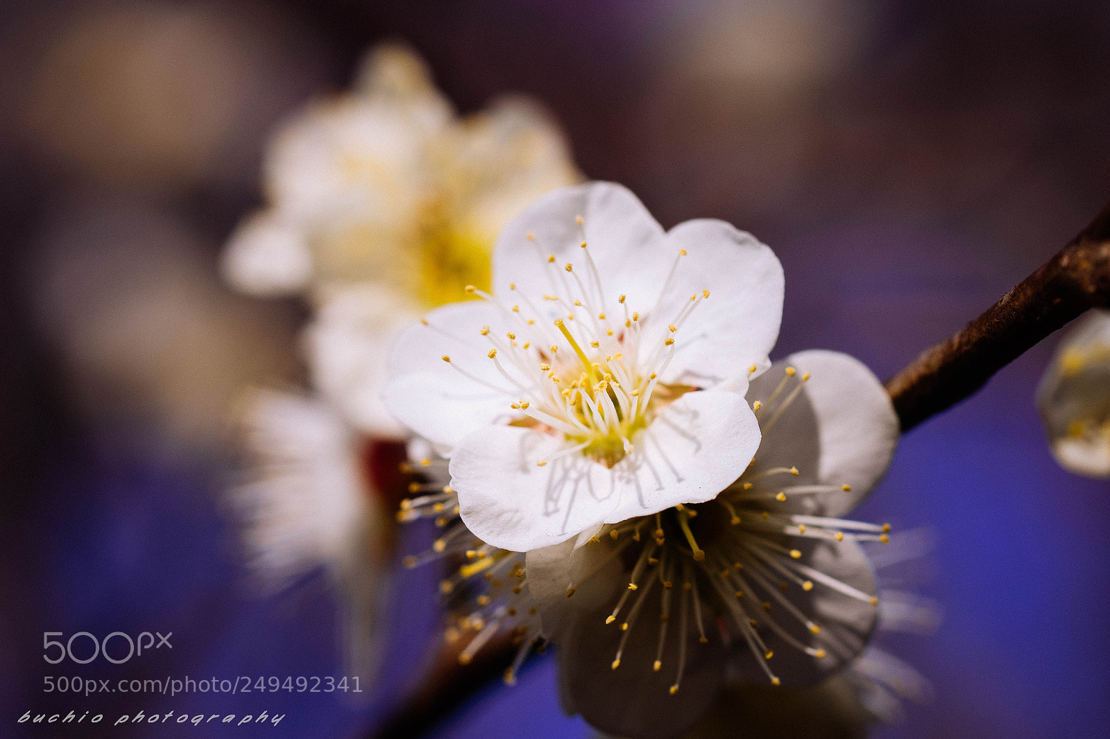 Olympus OM-D E-M1 sample photo. Japanese apricot photography