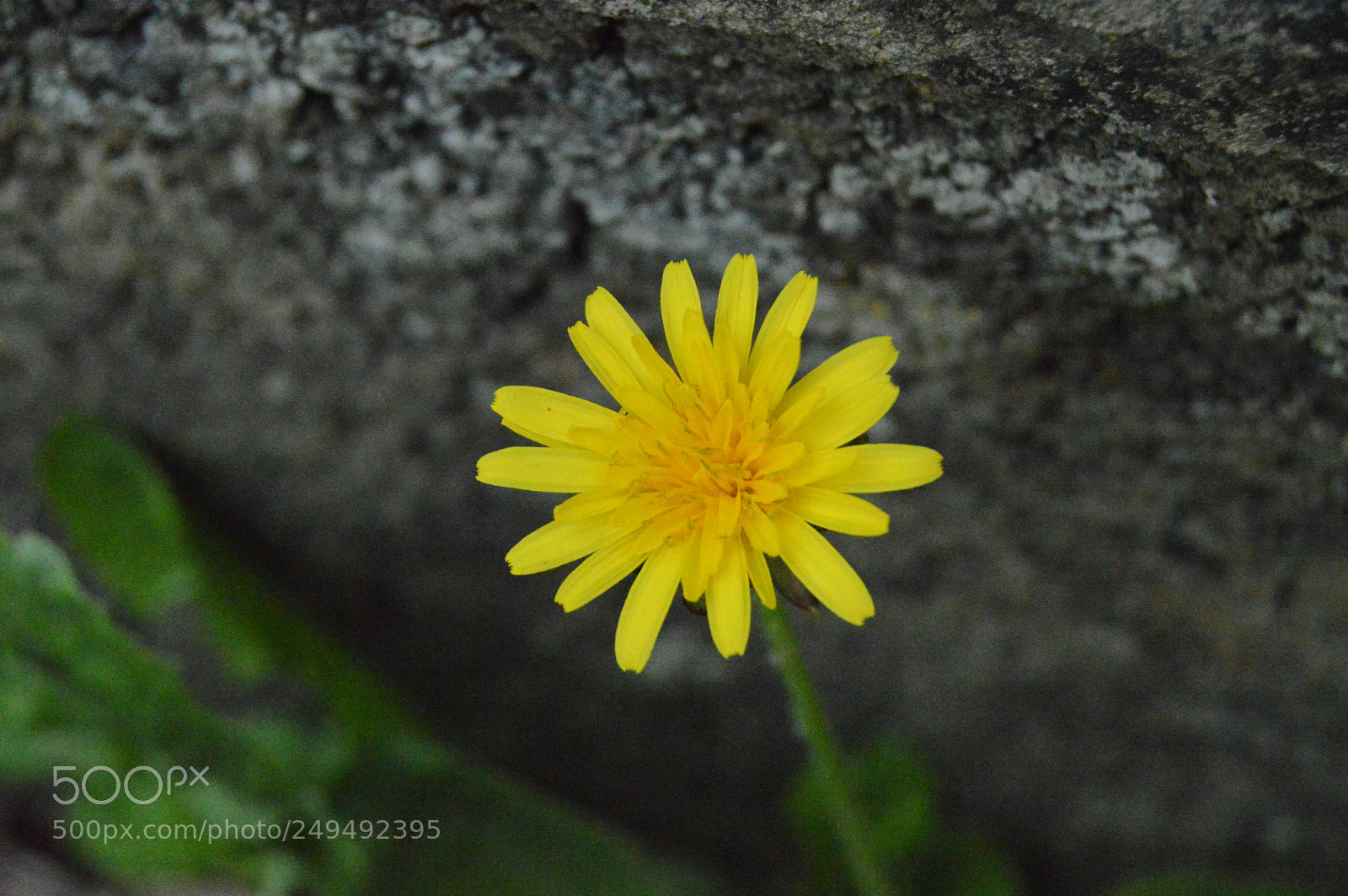 Nikon D3200 sample photo. Yellow photography