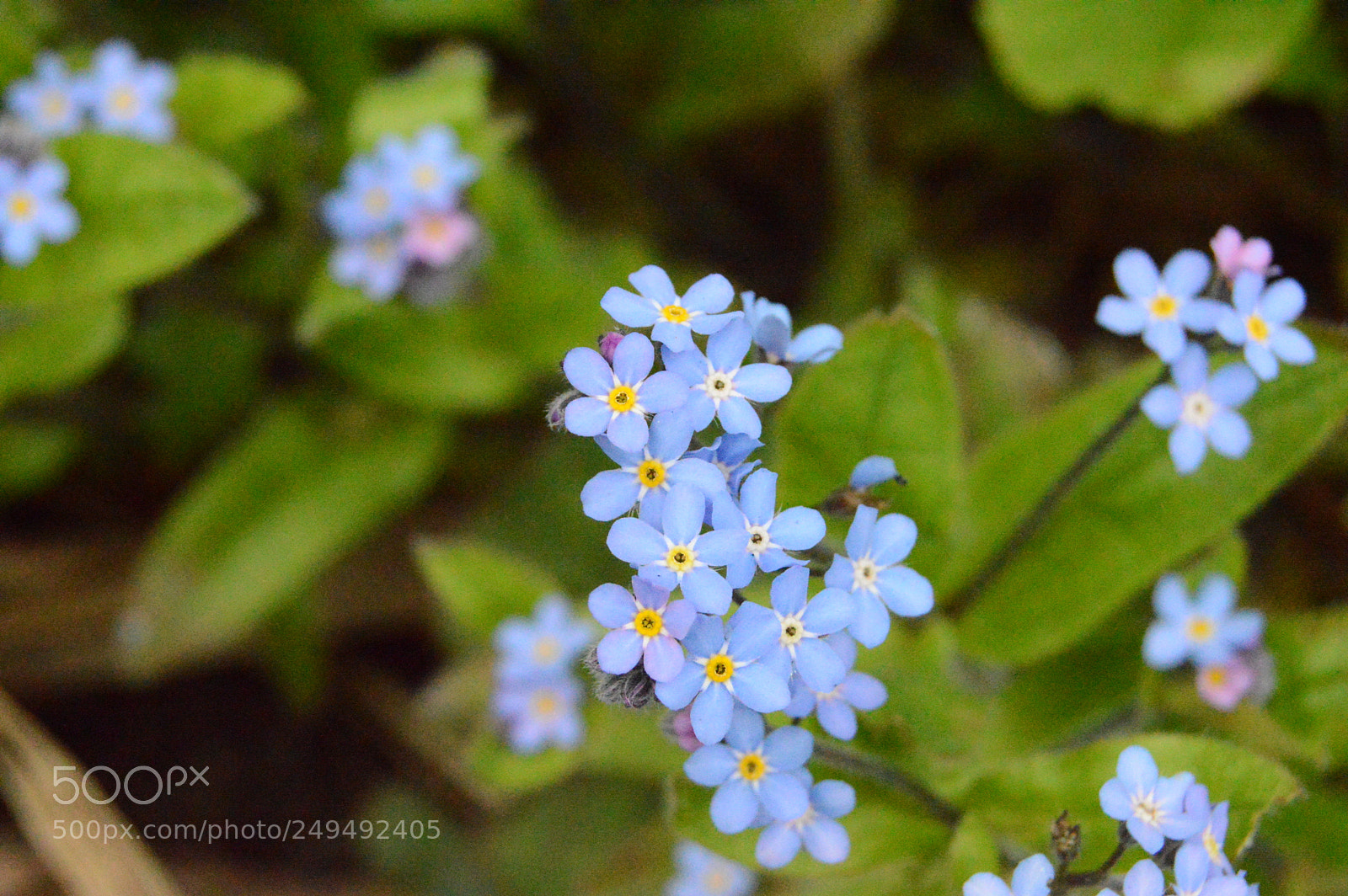 Nikon D3200 sample photo. Bleu photography