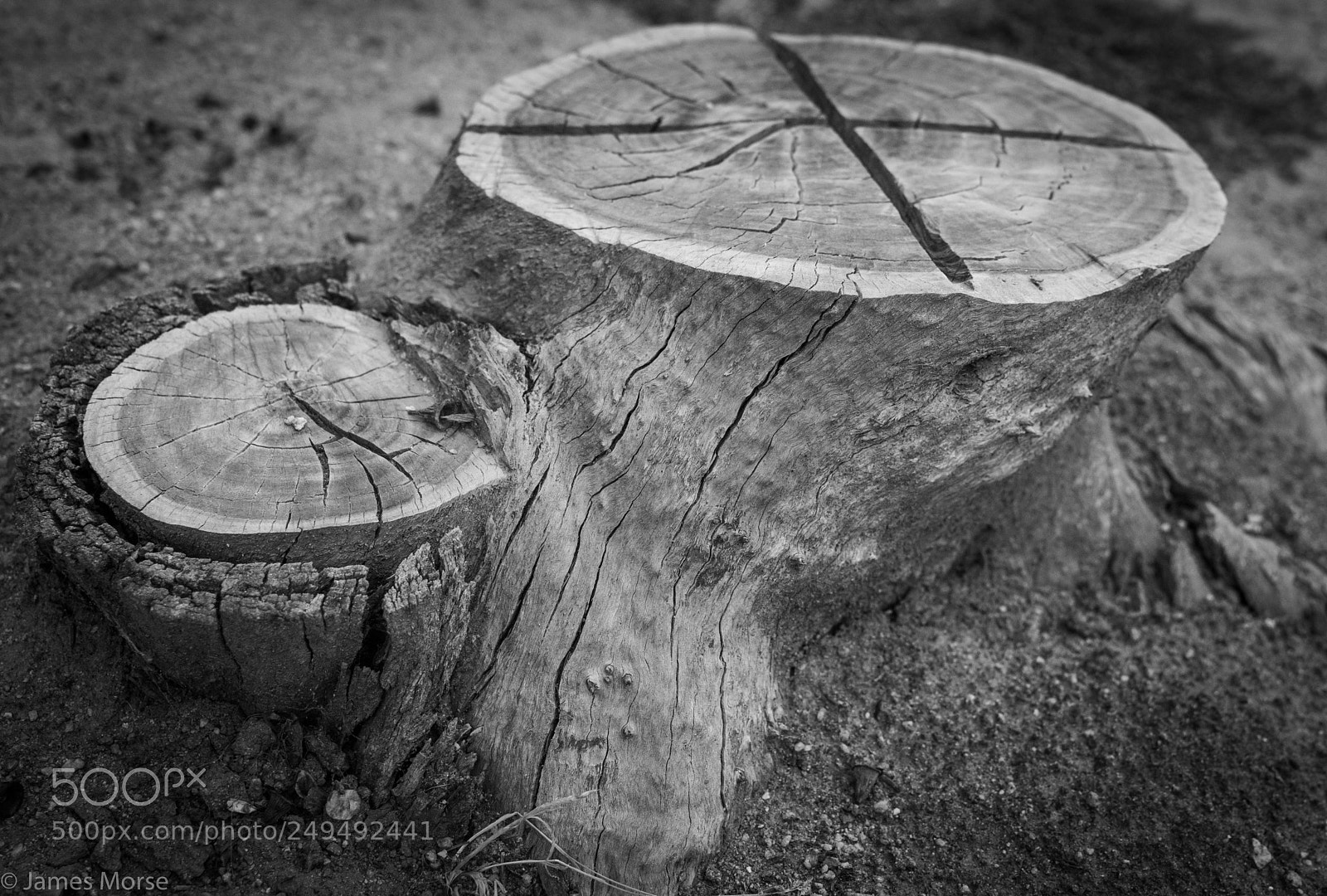 Nikon D3300 sample photo. Eucaliptus stump photography