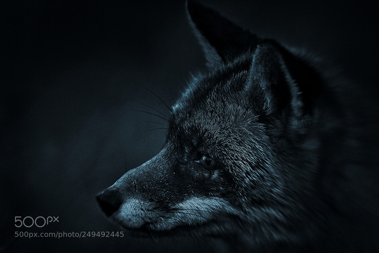 Sony a7R III sample photo. Fox v-2-4 blue silver-night photography