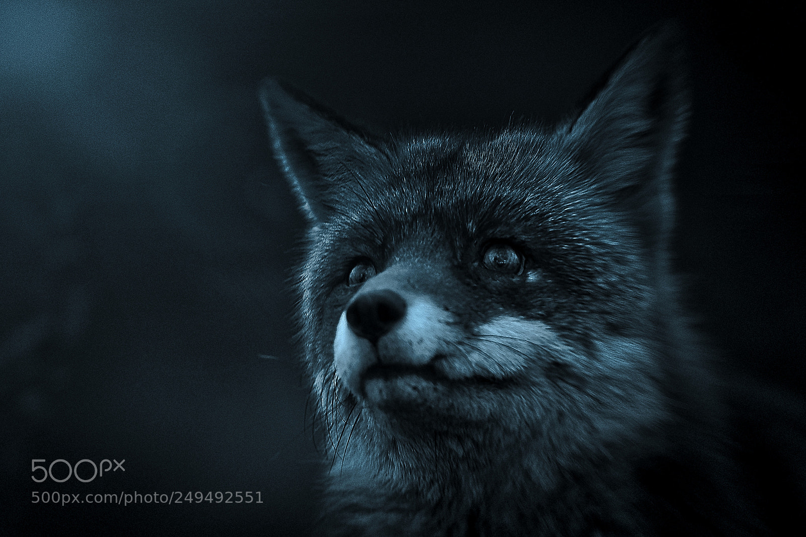 Sony a7R III sample photo. Fox v-2-4 blue silver-night photography