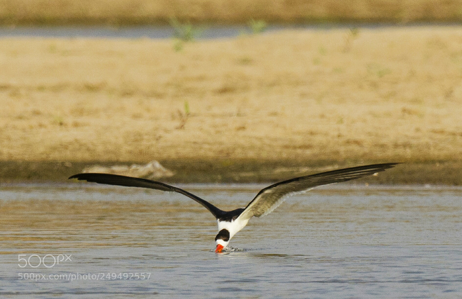 Nikon D5100 sample photo. Indian skimmers photography