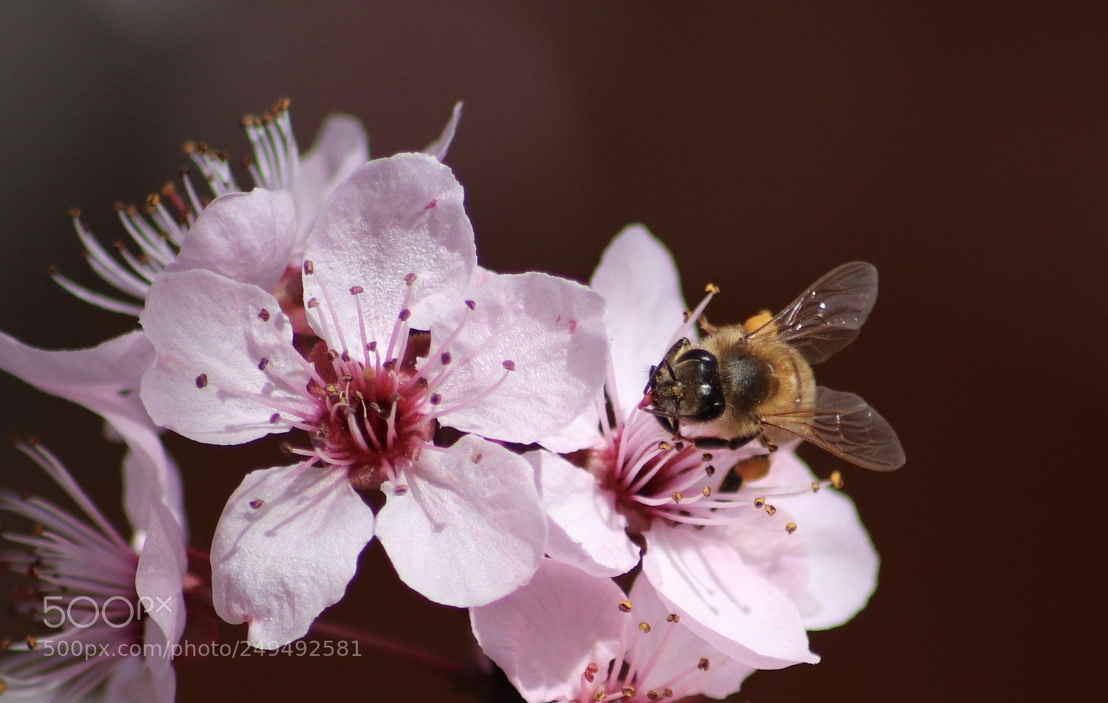 Canon EOS 200D (EOS Rebel SL2 / EOS Kiss X9) sample photo. Bee. photography