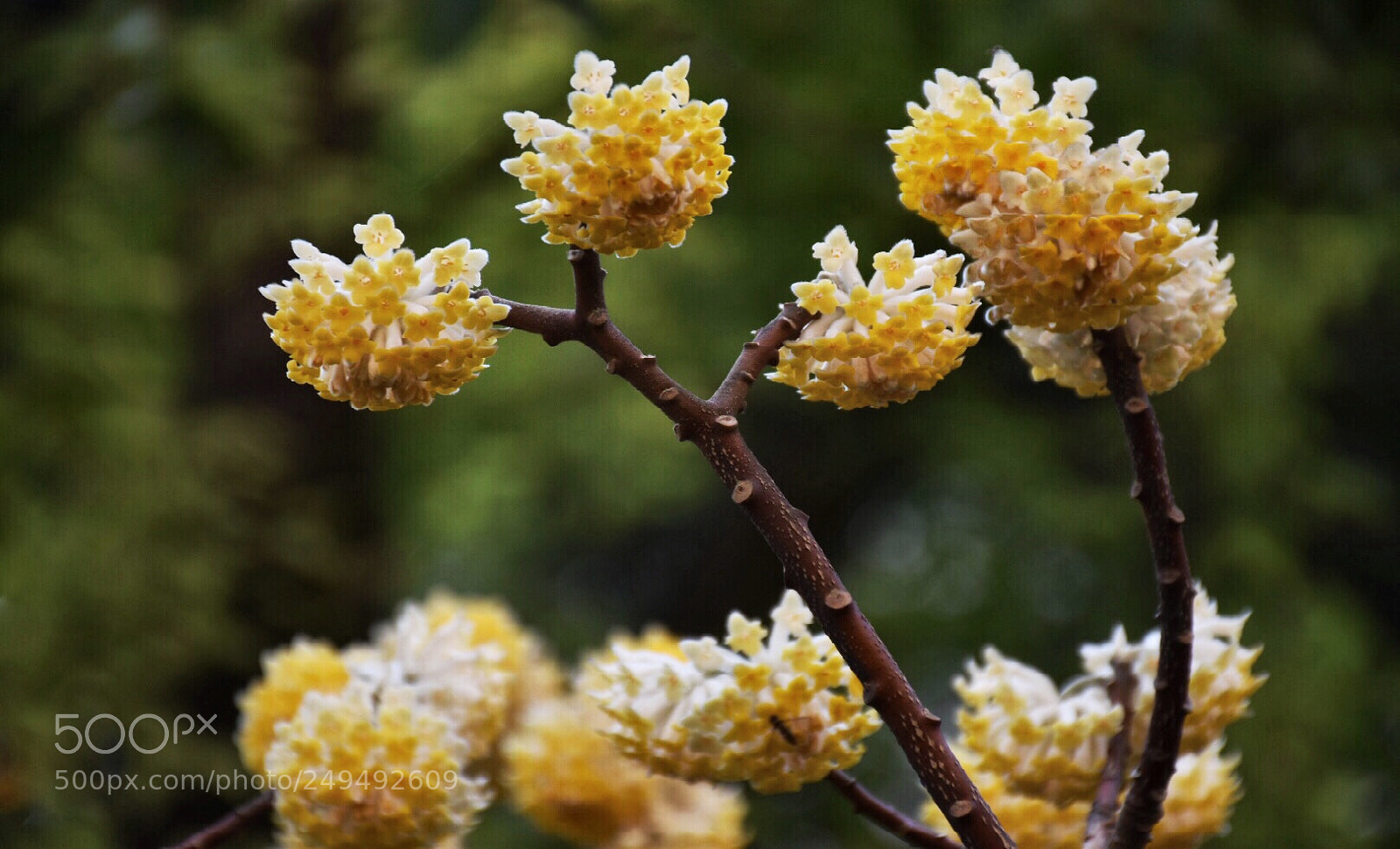 Nikon D5500 sample photo. Spring blooms 11 photography