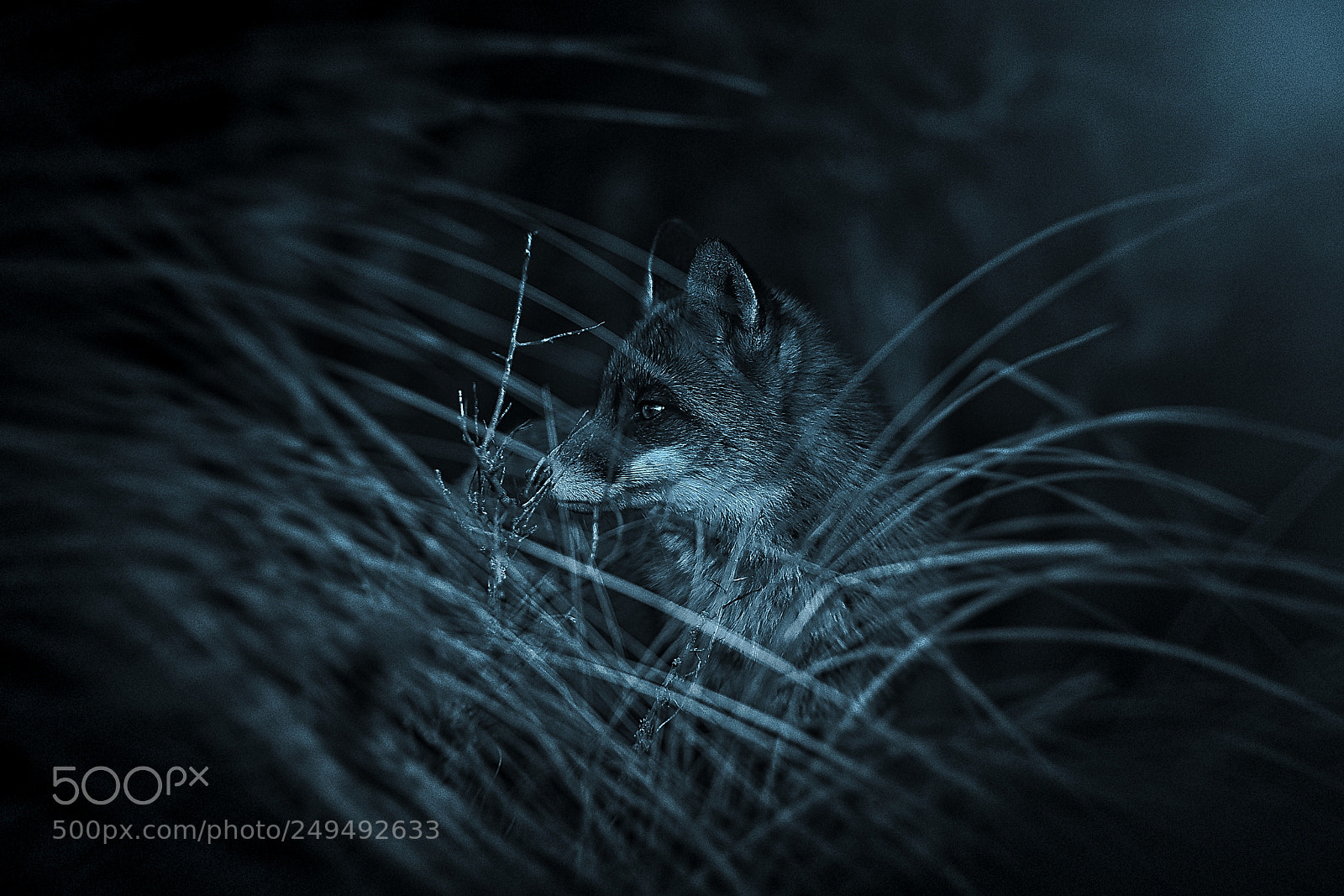 Sony a7R III sample photo. Fox v-2-4 blue silver-night photography
