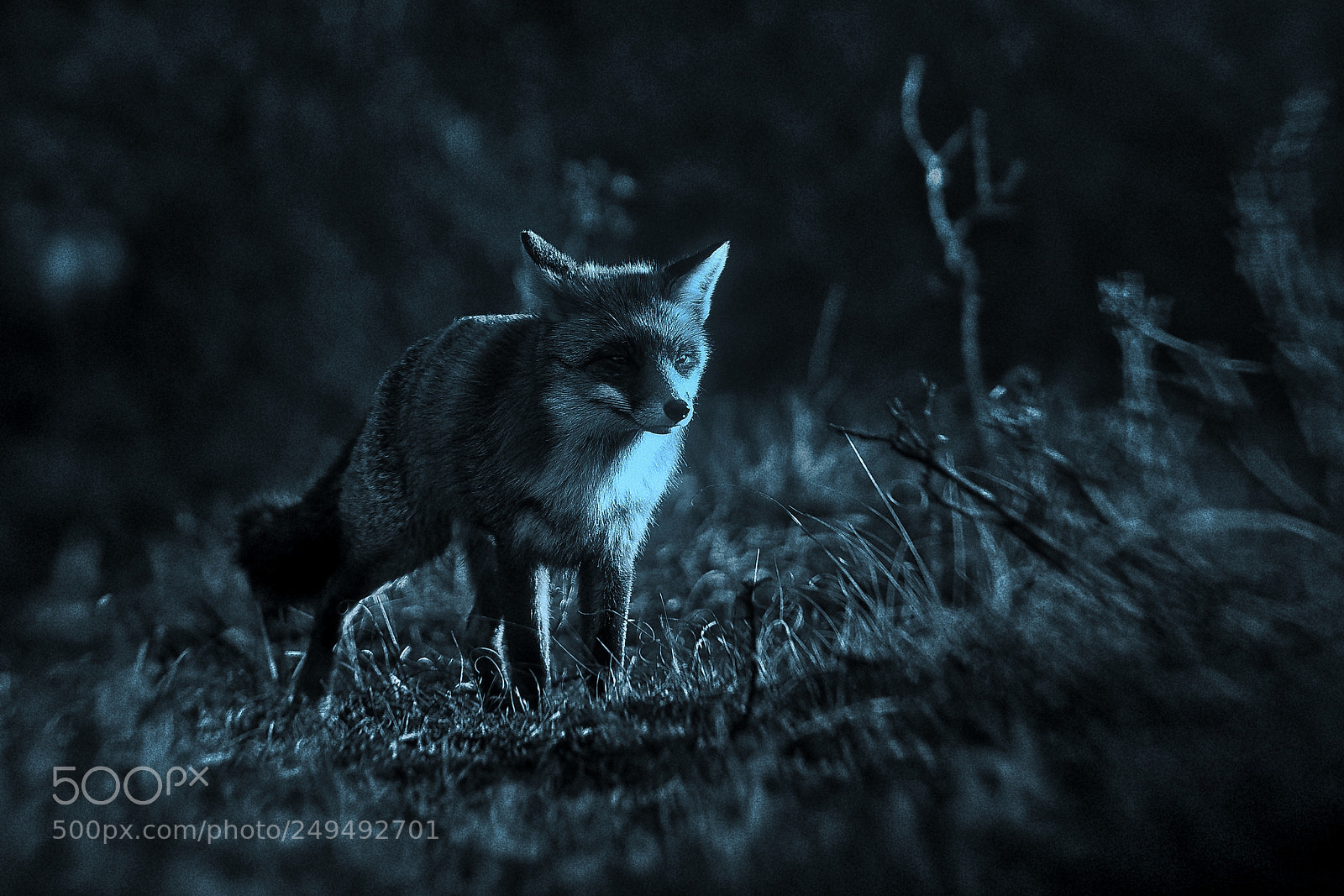 Sony a7R III sample photo. Fox v-2-4 blue silver-night photography