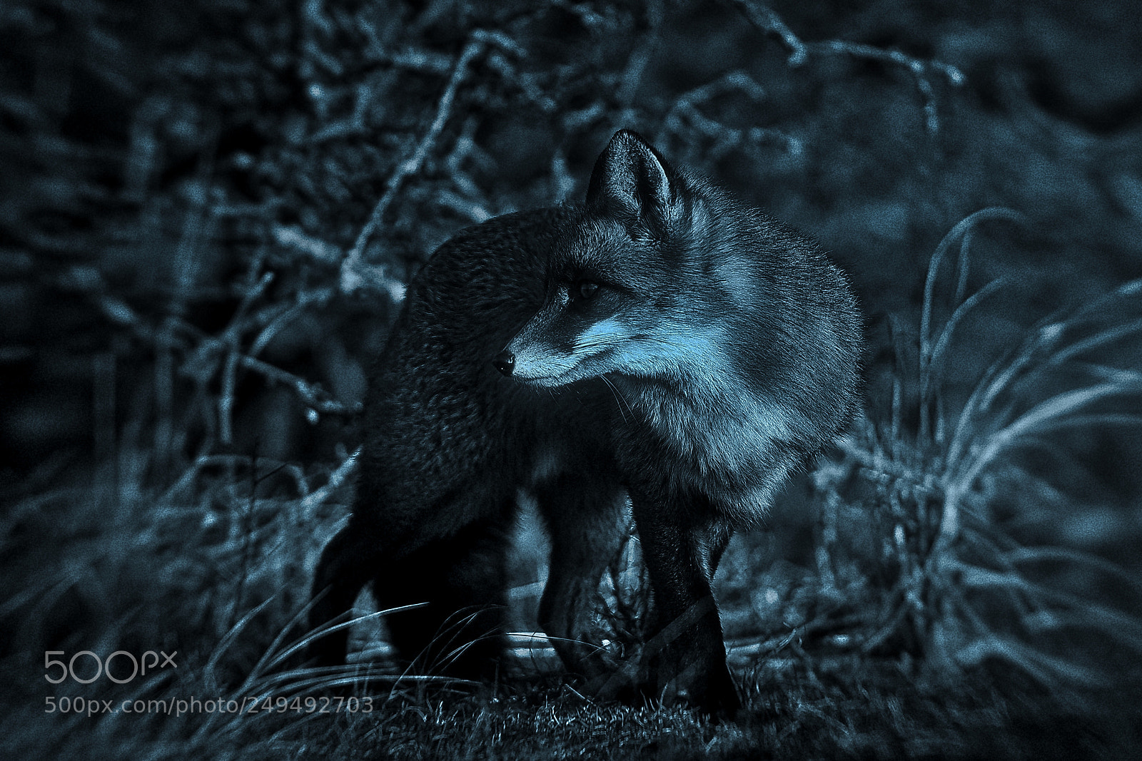 Sony a7R III sample photo. Fox v-2-4 blue silver-night photography