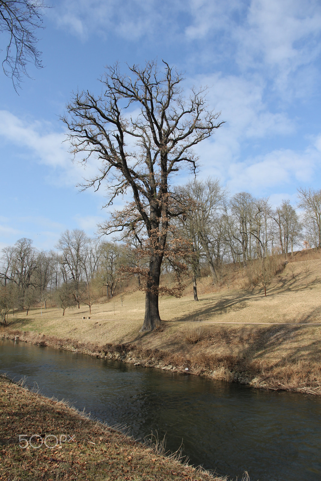 Canon EOS 60D sample photo. Tree in tiefurt photography