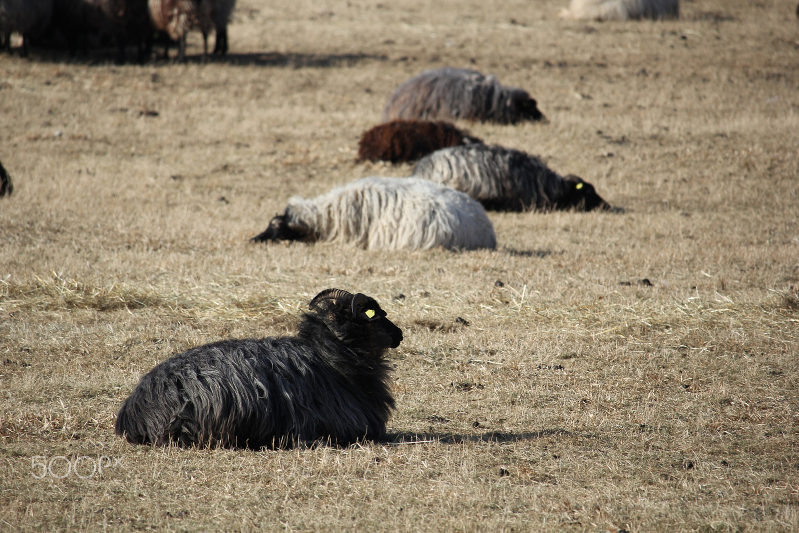 Canon EF-S 55-250mm F4-5.6 IS STM sample photo. The black sheep photography