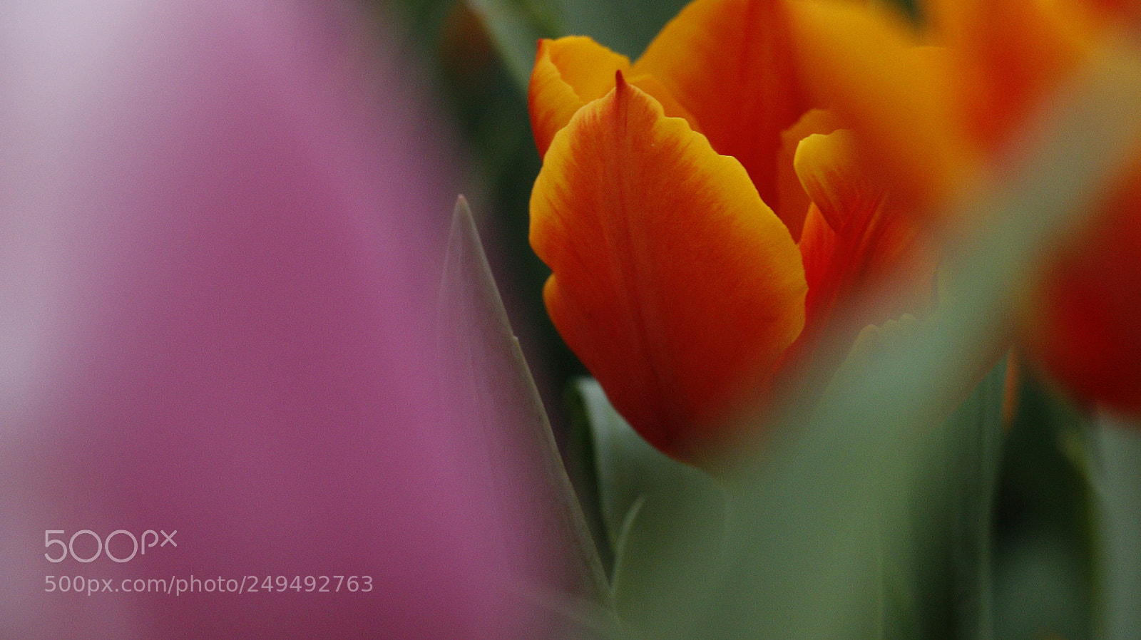 Canon EOS 70D sample photo. Pink photography