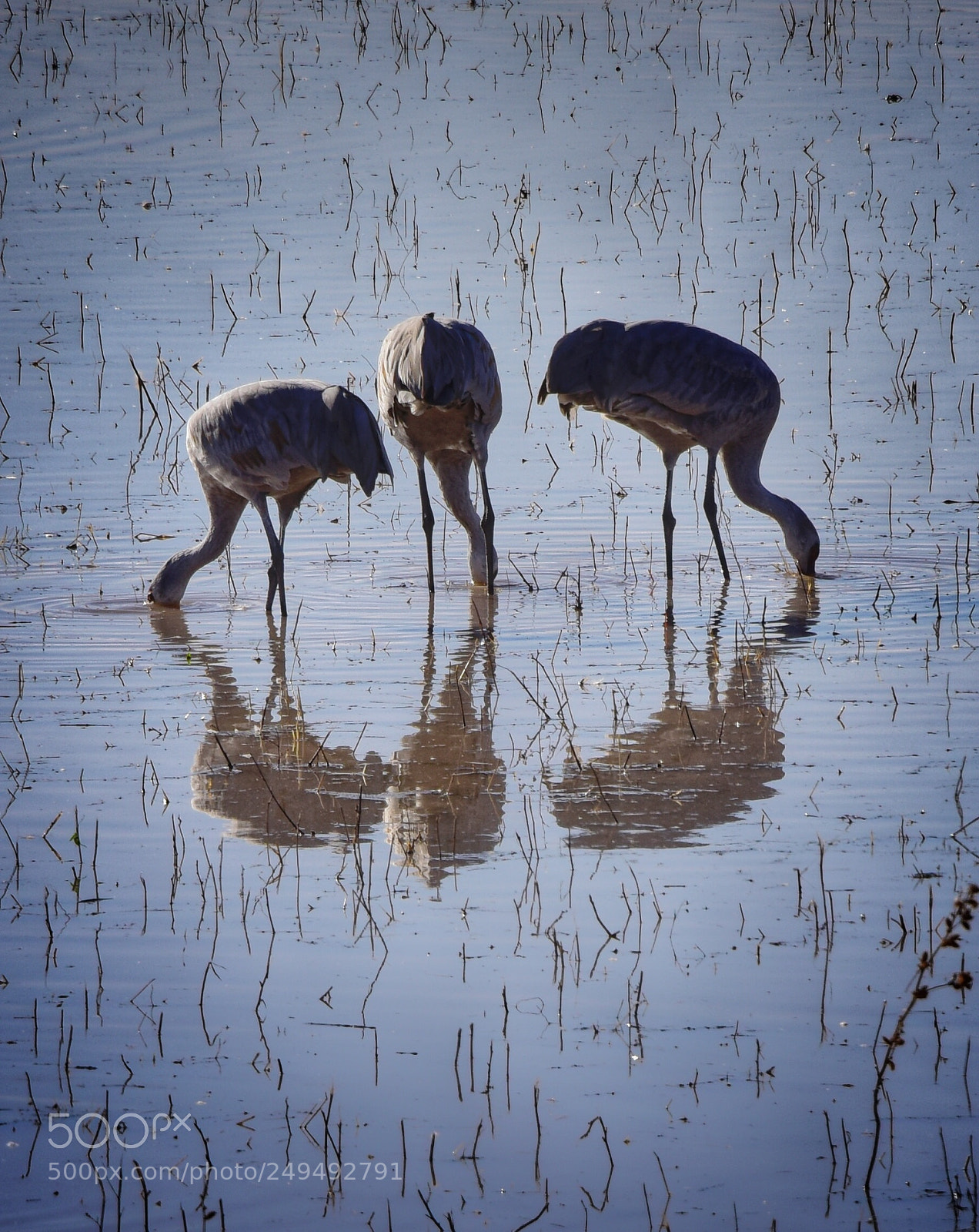 Nikon D810 sample photo. Sandhill trio photography