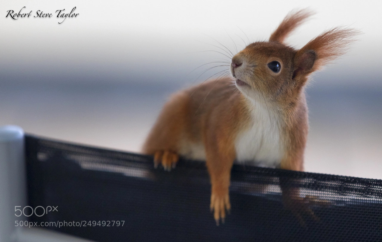 Canon EOS 6D Mark II sample photo. Mr. squirrel conquers the photography