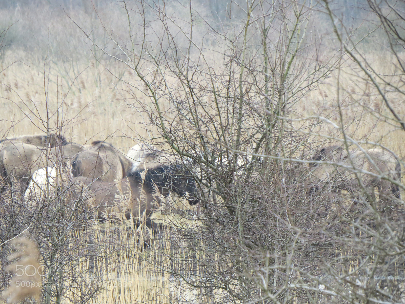 Canon PowerShot SX50 HS sample photo. Konink horses photography