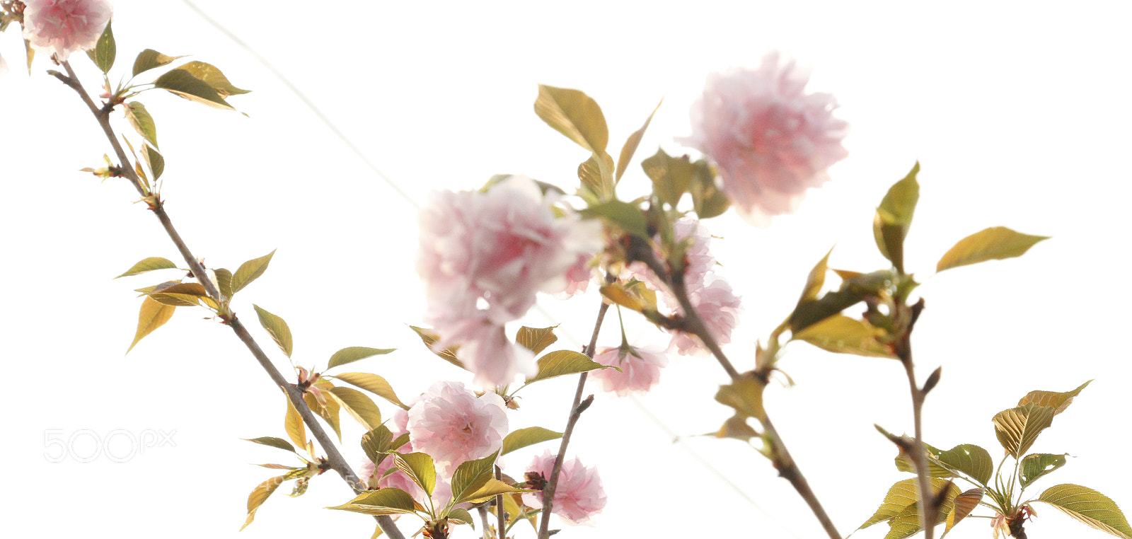 Canon EOS 70D sample photo. Blooming photography