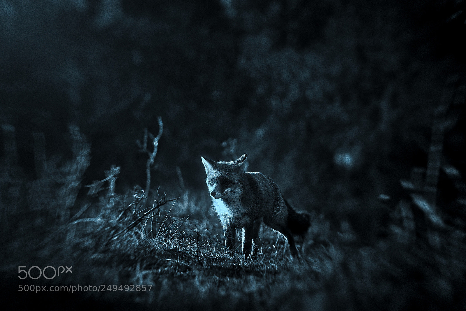 Sony a7R III sample photo. Fox v-2-4 blue silver-night photography