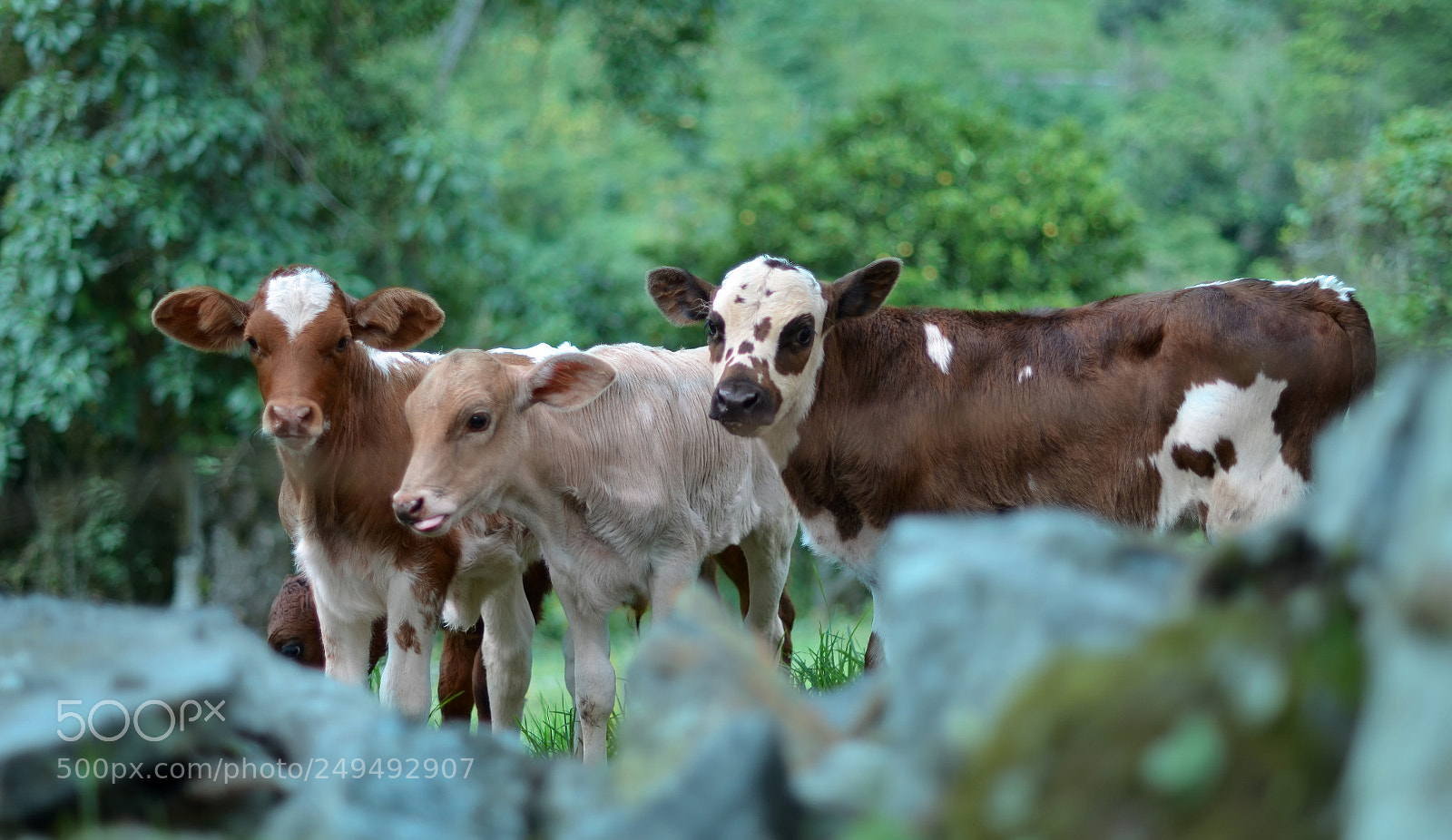 Nikon D5100 sample photo. A photography