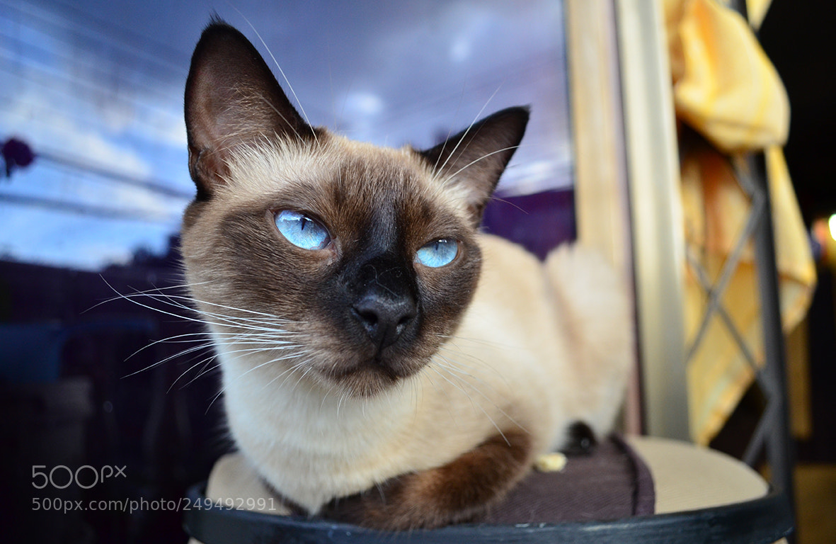 Nikon D5100 sample photo. Gran angular photography