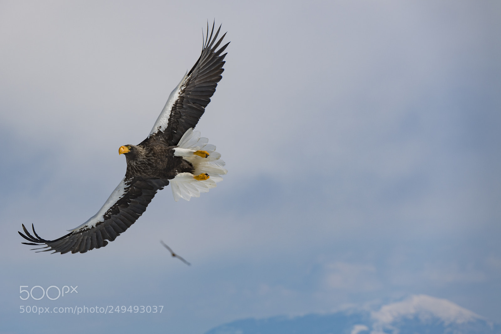 Nikon D5 sample photo. Stellar's sea eagle photography