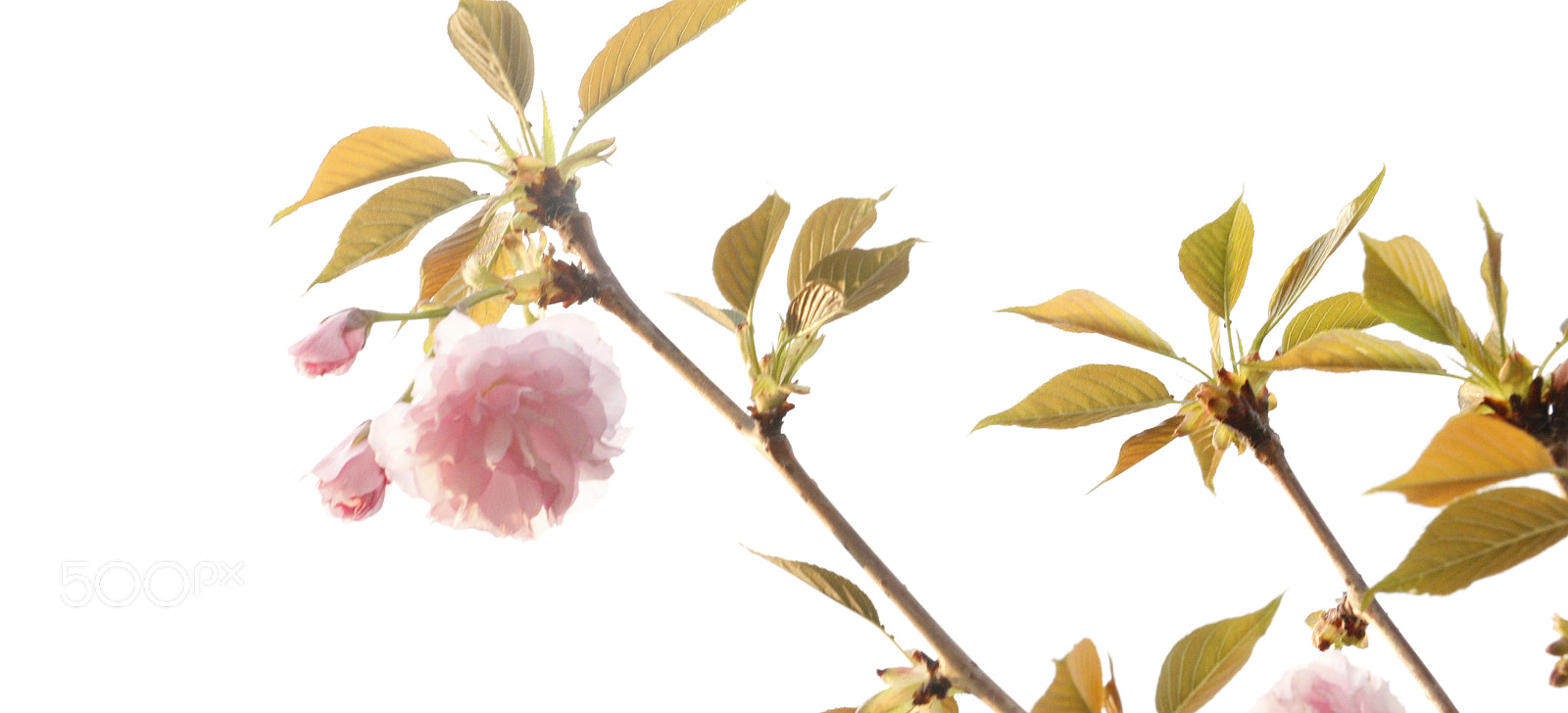 Canon EOS 70D sample photo. Spring photography