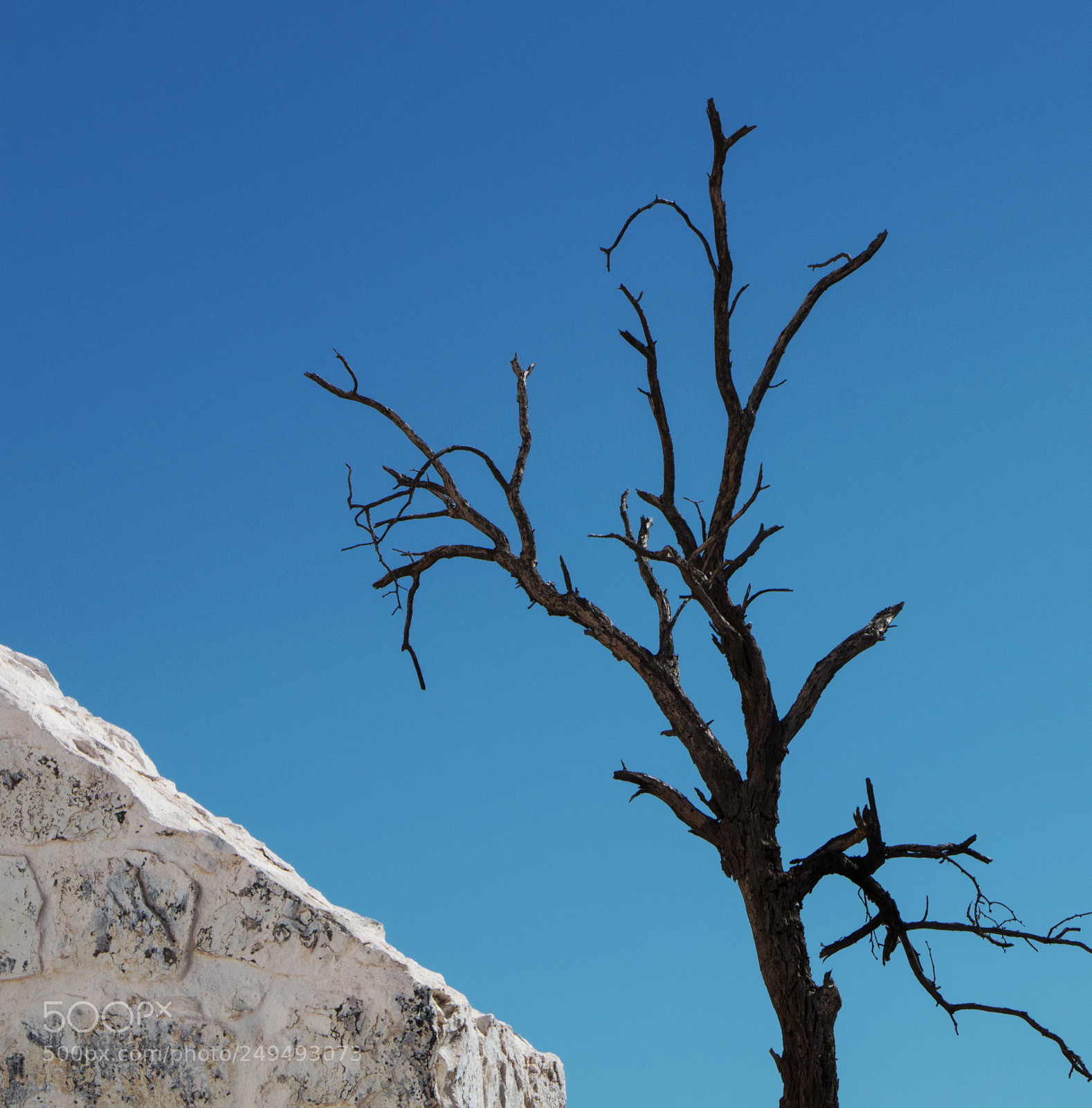 Canon EOS 70D sample photo. Tree on a mission photography