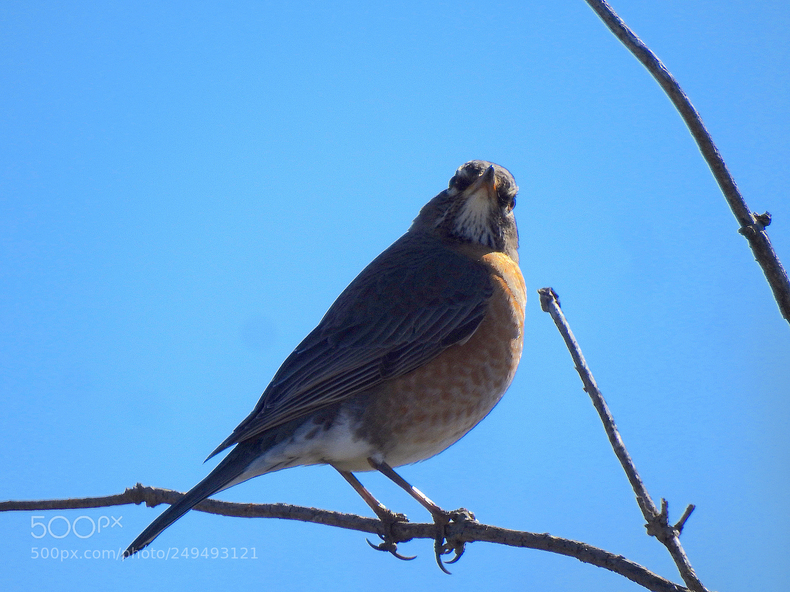 Nikon Coolpix P900 sample photo. American robin photography