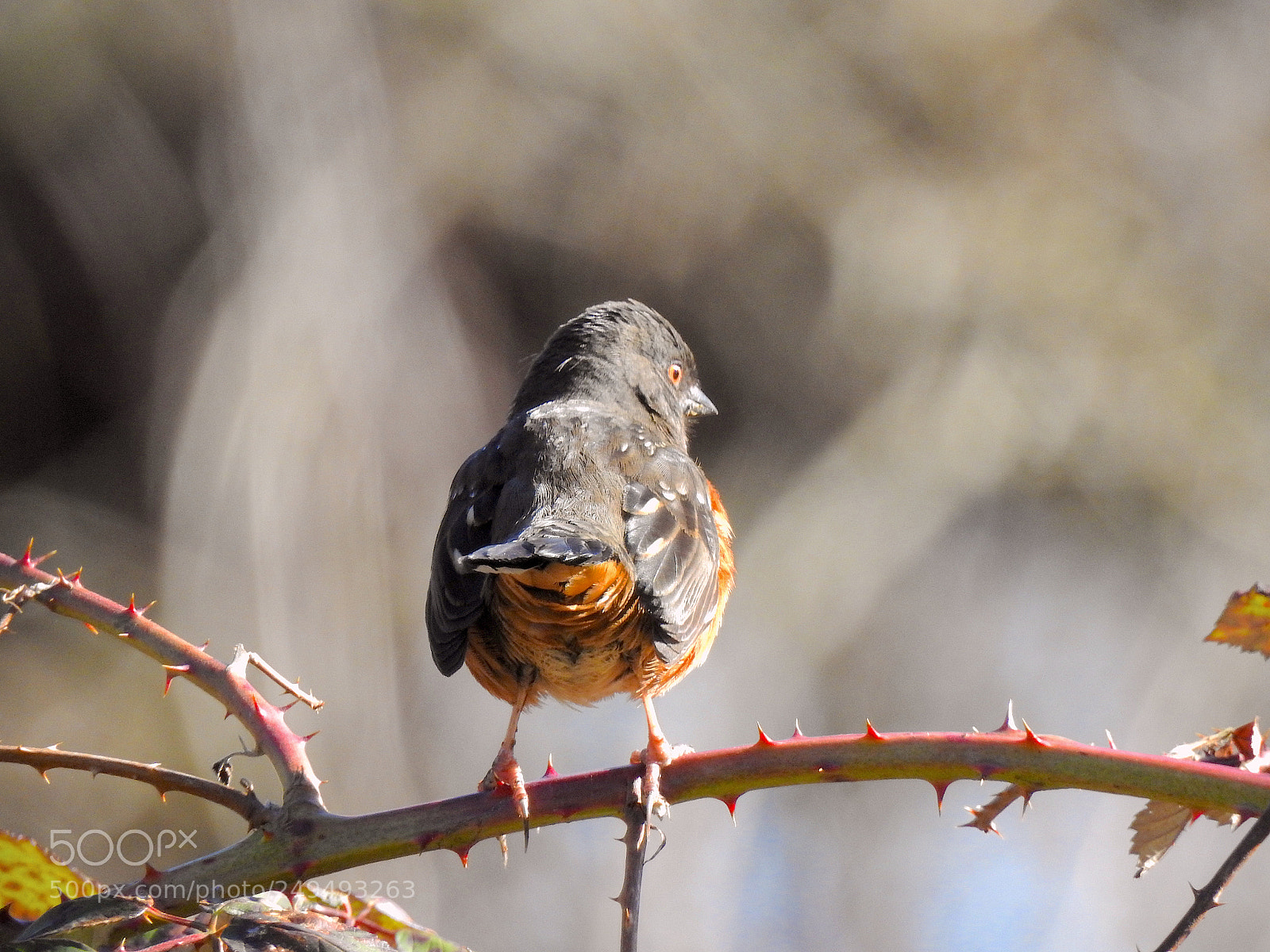 Nikon Coolpix P900 sample photo. Spotted towhee photography
