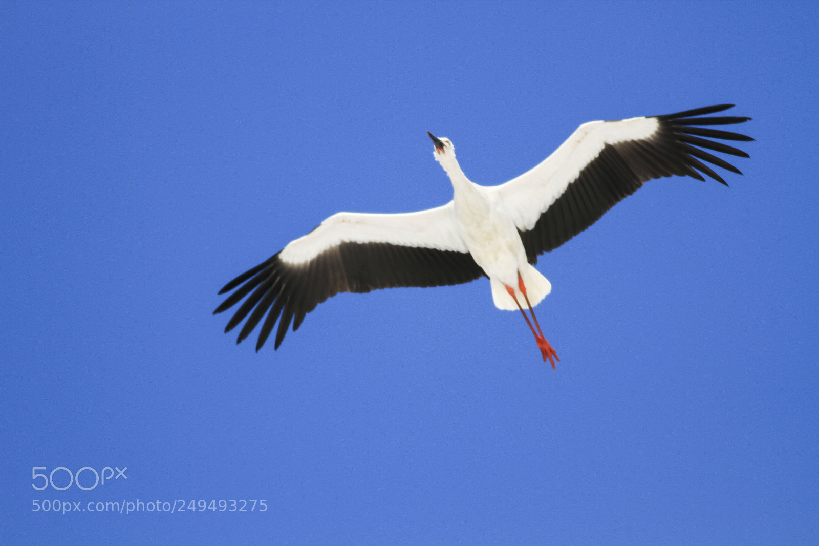 Canon EOS 7D sample photo. 东方大白鹳white stork photography