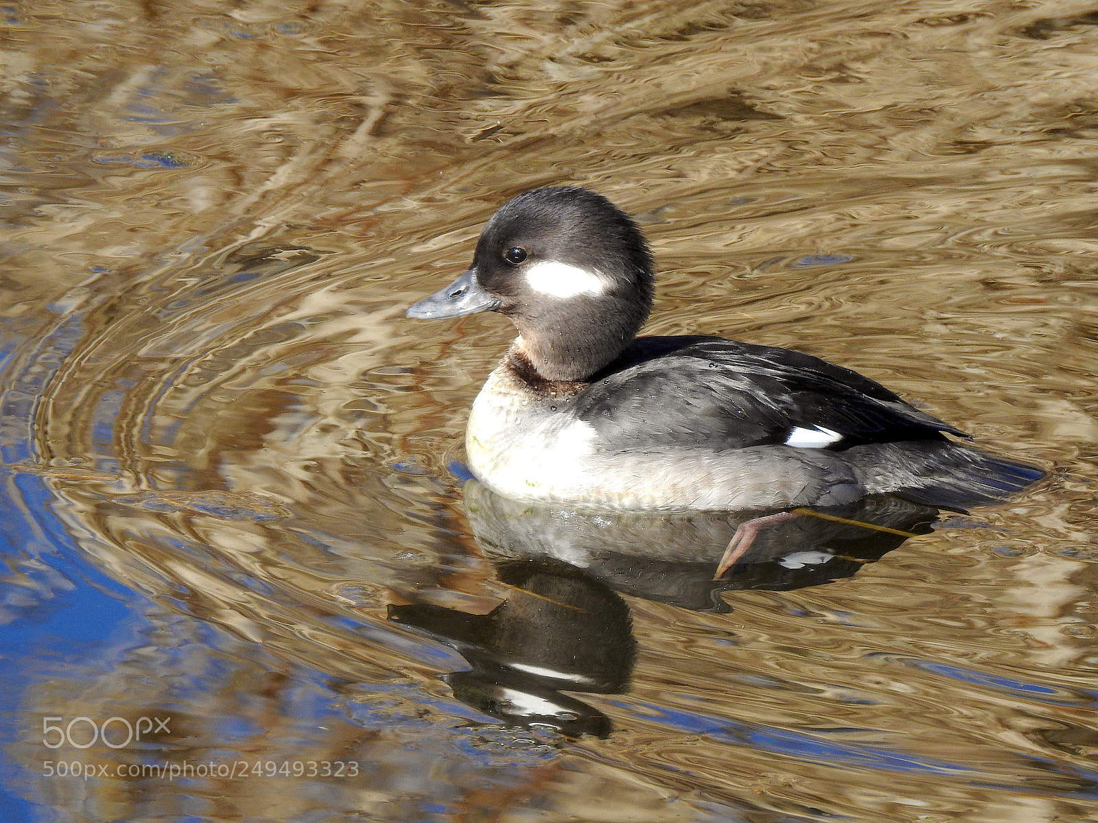 Nikon Coolpix P900 sample photo. Bufflehead photography