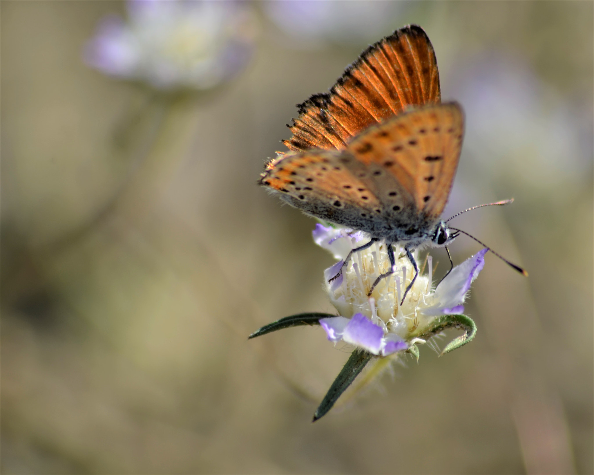 Nikon D5100 + Sigma 70-300mm F4-5.6 APO DG Macro sample photo