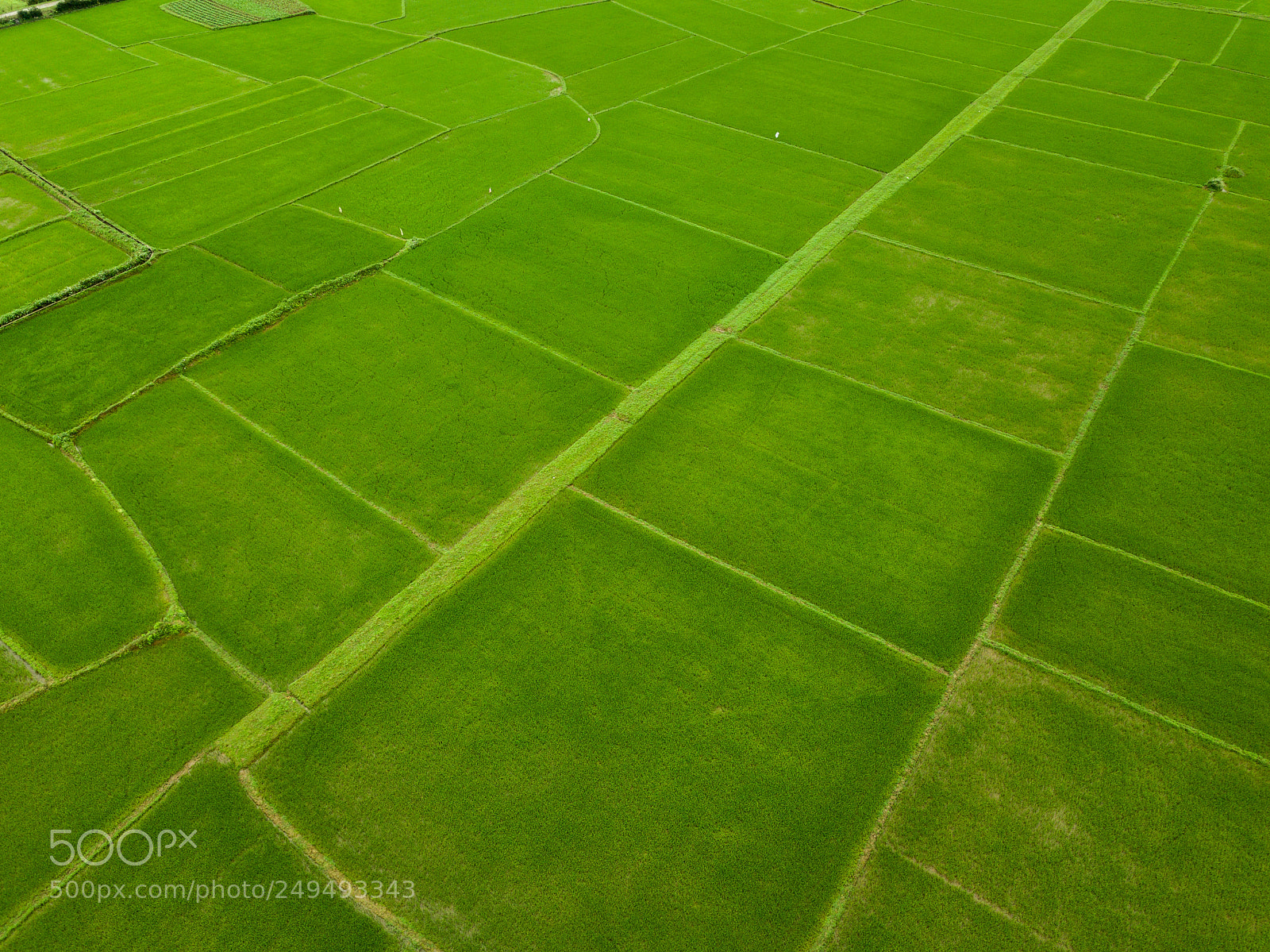 DJI FC220 sample photo. Rice fields of vietnam photography