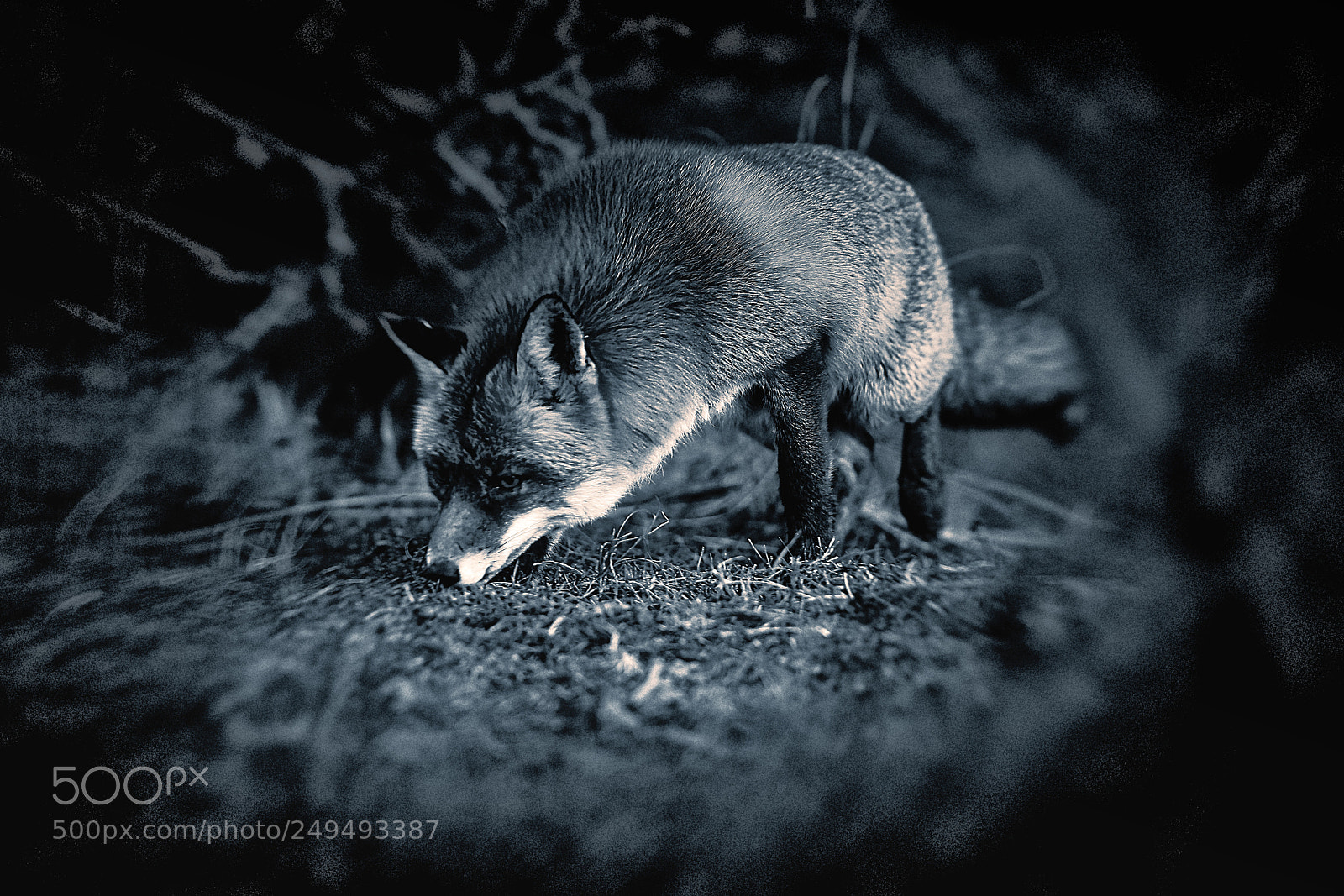 Sony a7R III sample photo. Fox (v-3-4) : soft-night photography