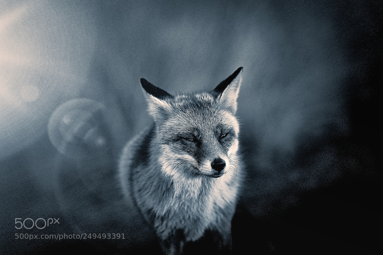 Sony a7R III sample photo. Fox (v-3-4) : soft-night photography