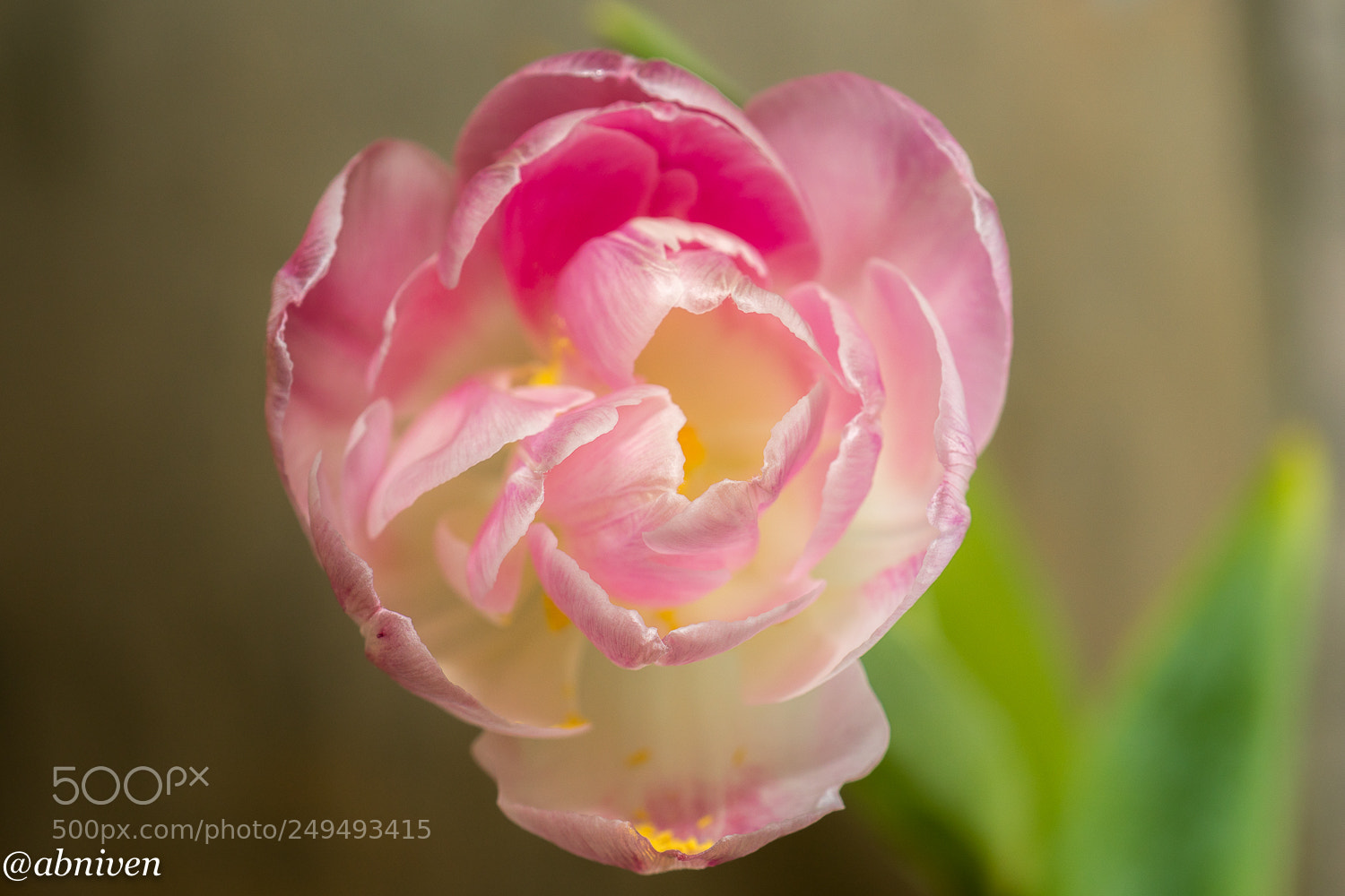 Sony a6300 sample photo. Spring photography