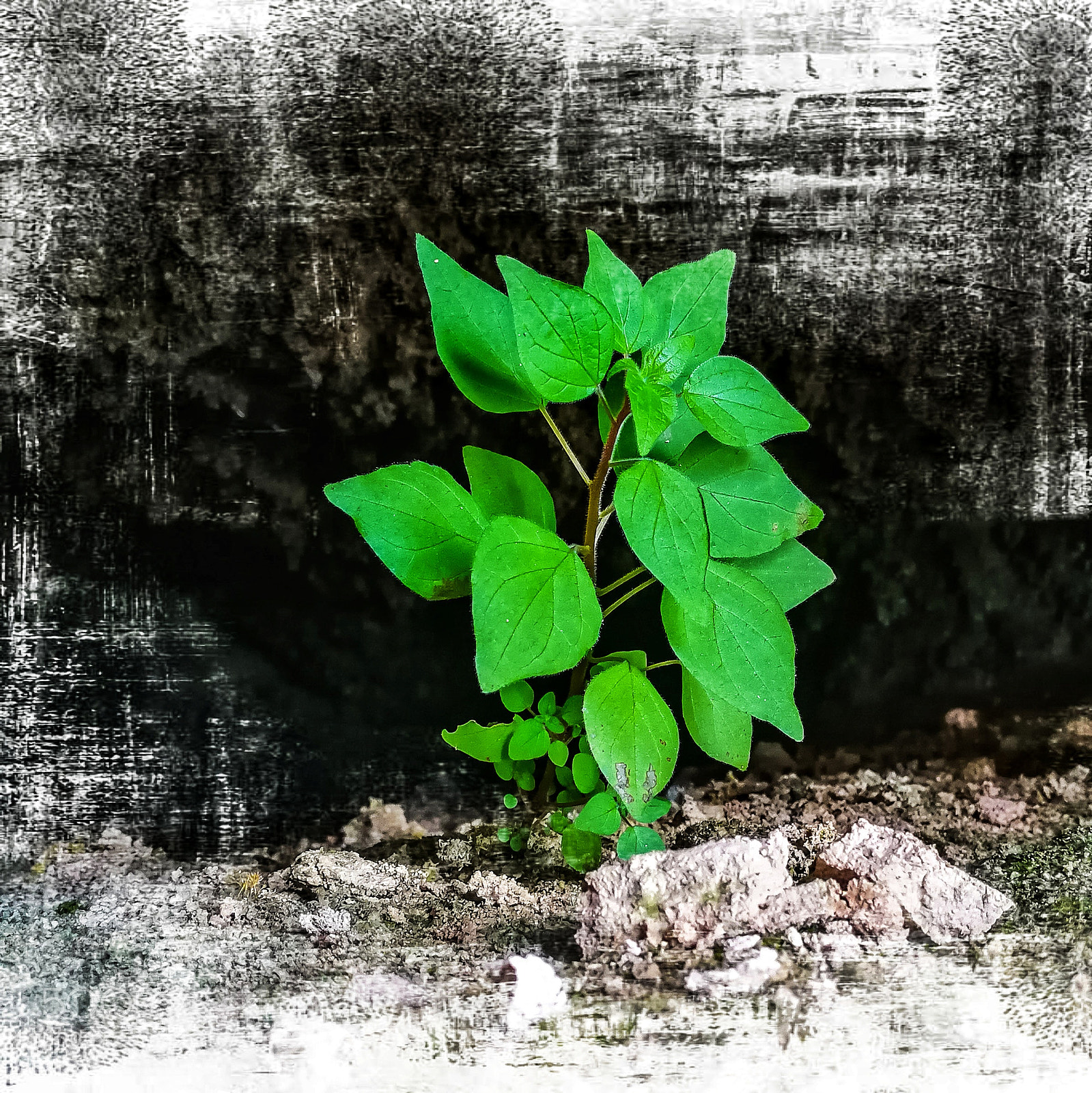 HUAWEI Mate 9 sample photo. Untitled photography