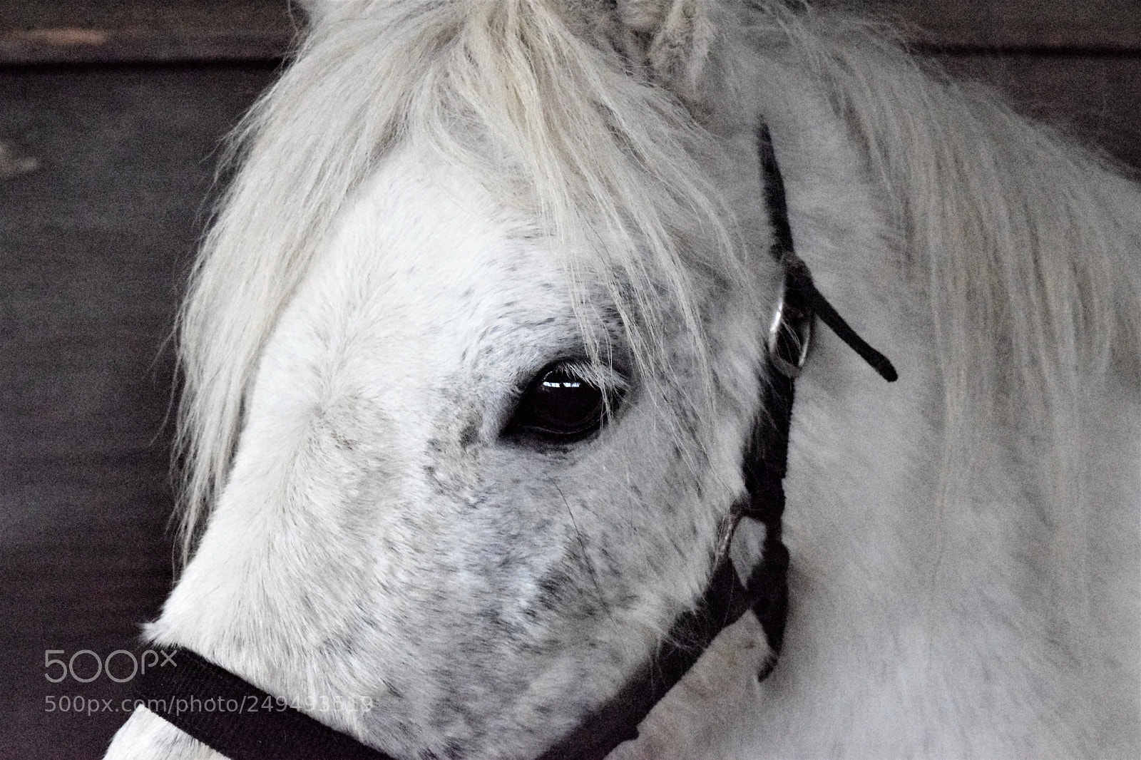 Nikon D3300 sample photo. Winter in the soft photography