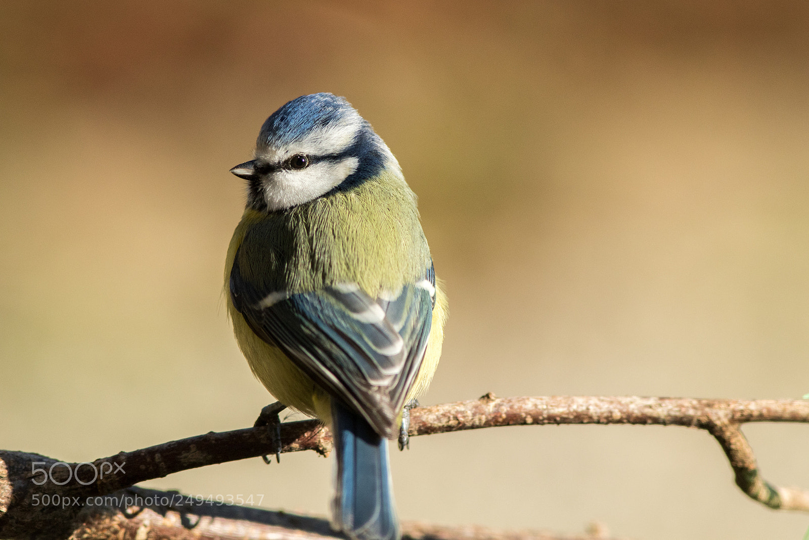 Canon EOS 7D Mark II sample photo. Cyanistes caeruleus photography