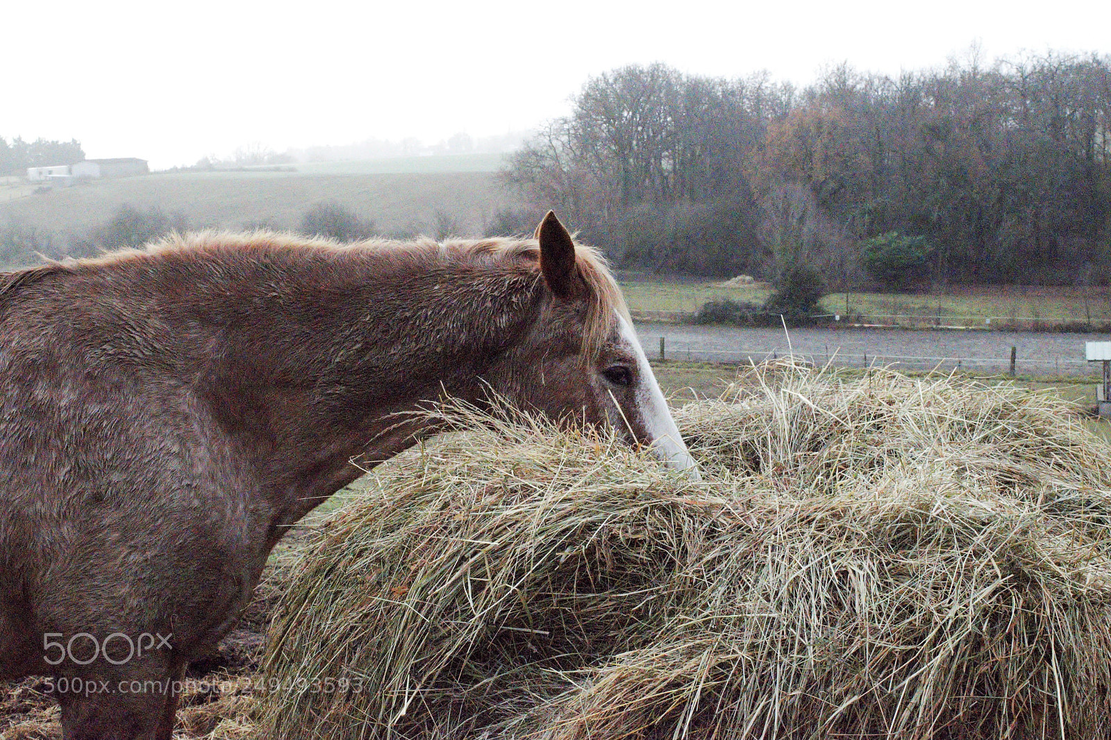 Nikon D3300 sample photo. Winter in the soft photography