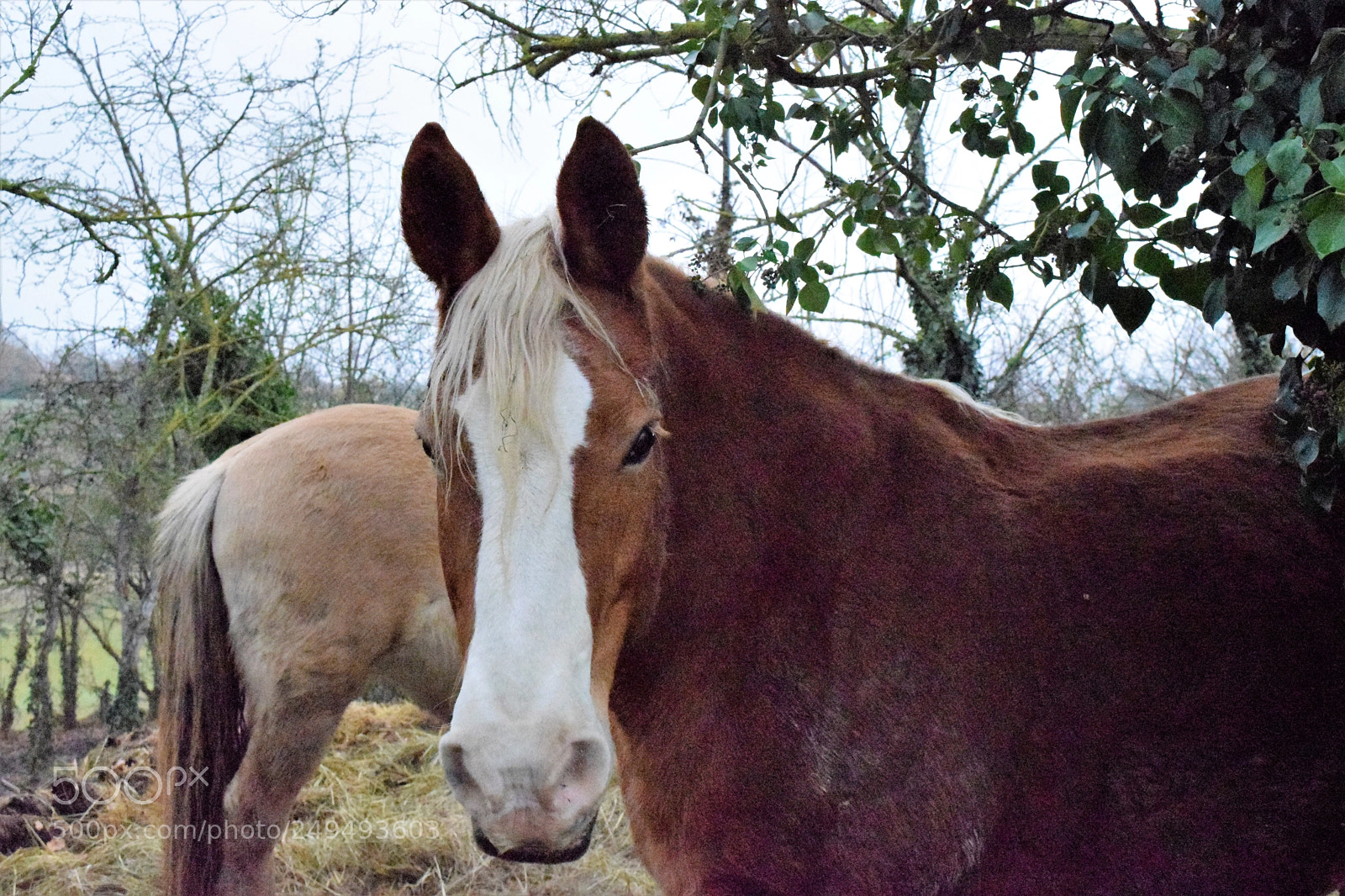 Nikon D3300 sample photo. Winter in the soft photography
